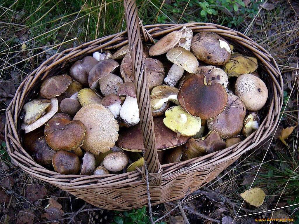 еда, грибы, грибные, блюда