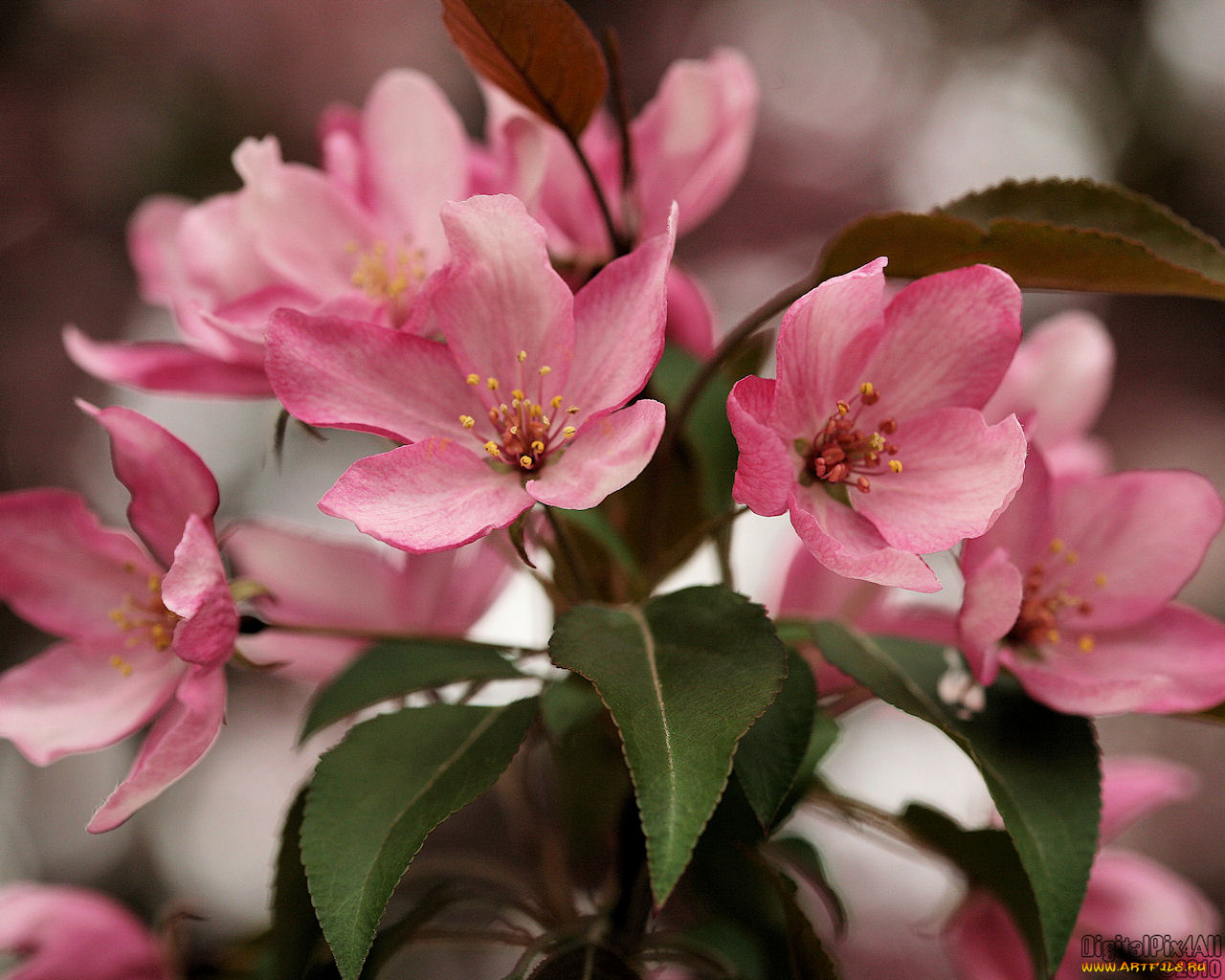 цветы, цветущие, деревья, кустарники