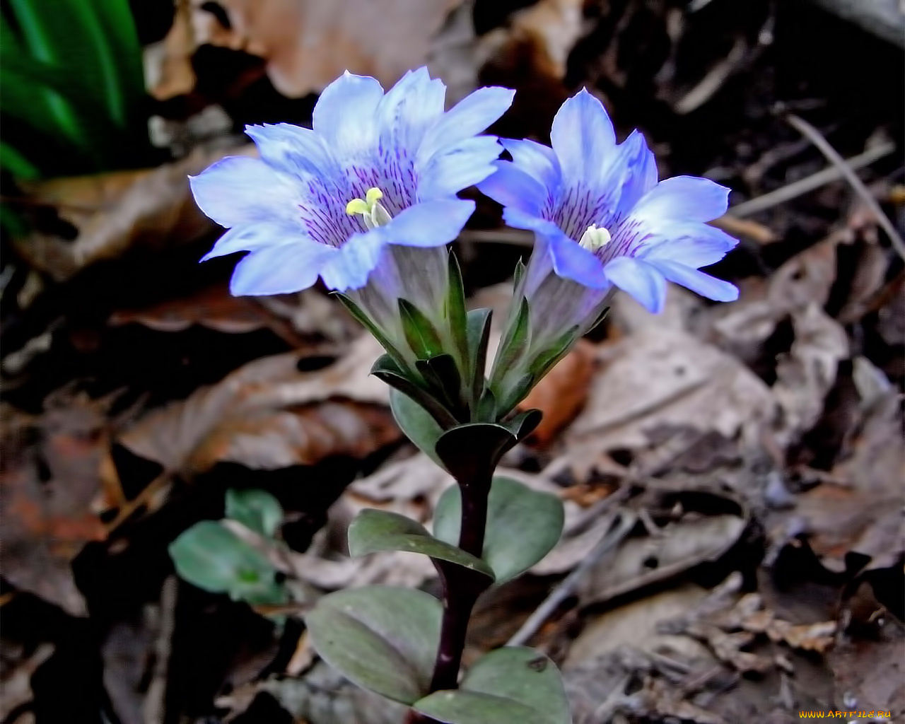 цветы, горечавки