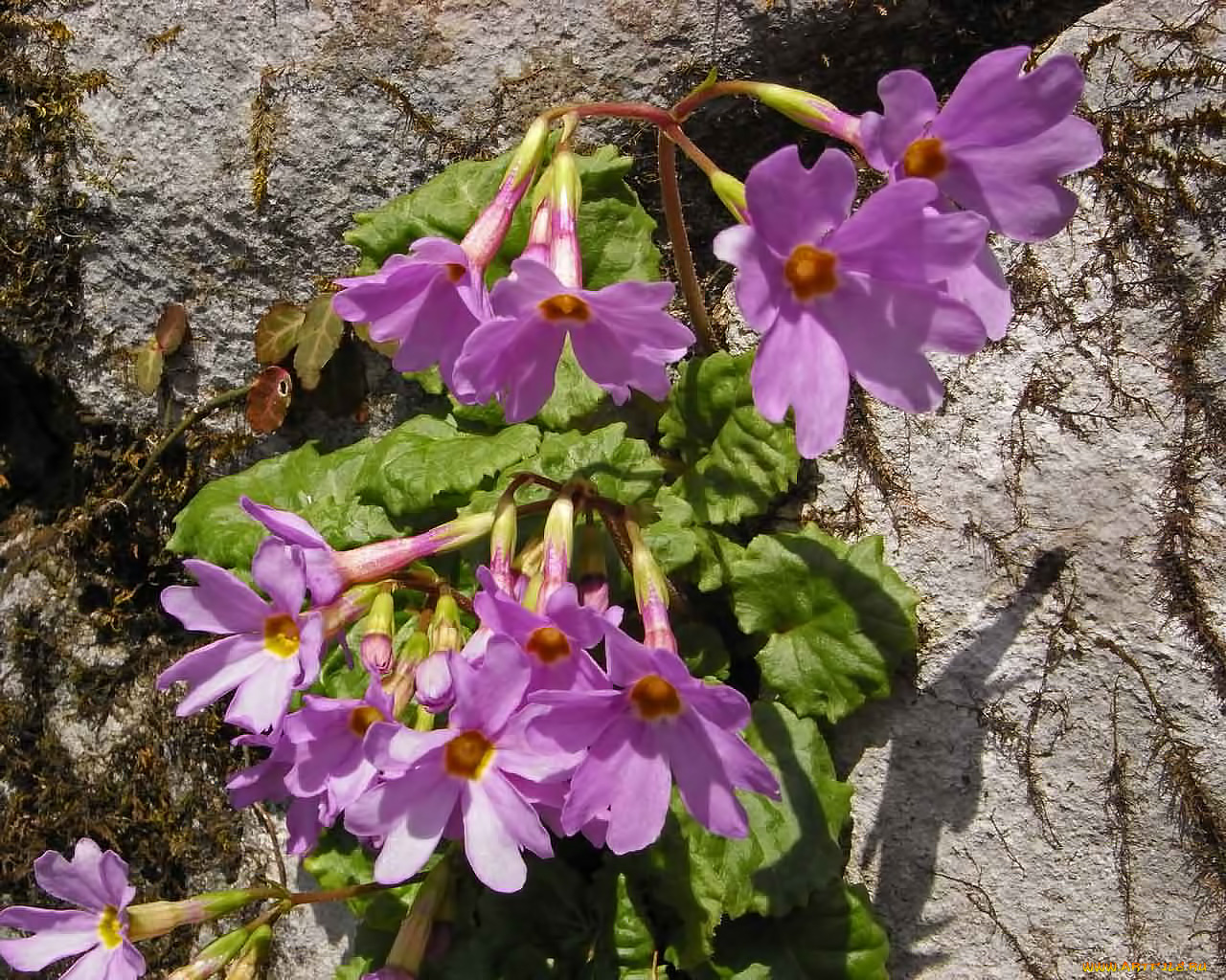 цветы, примулы