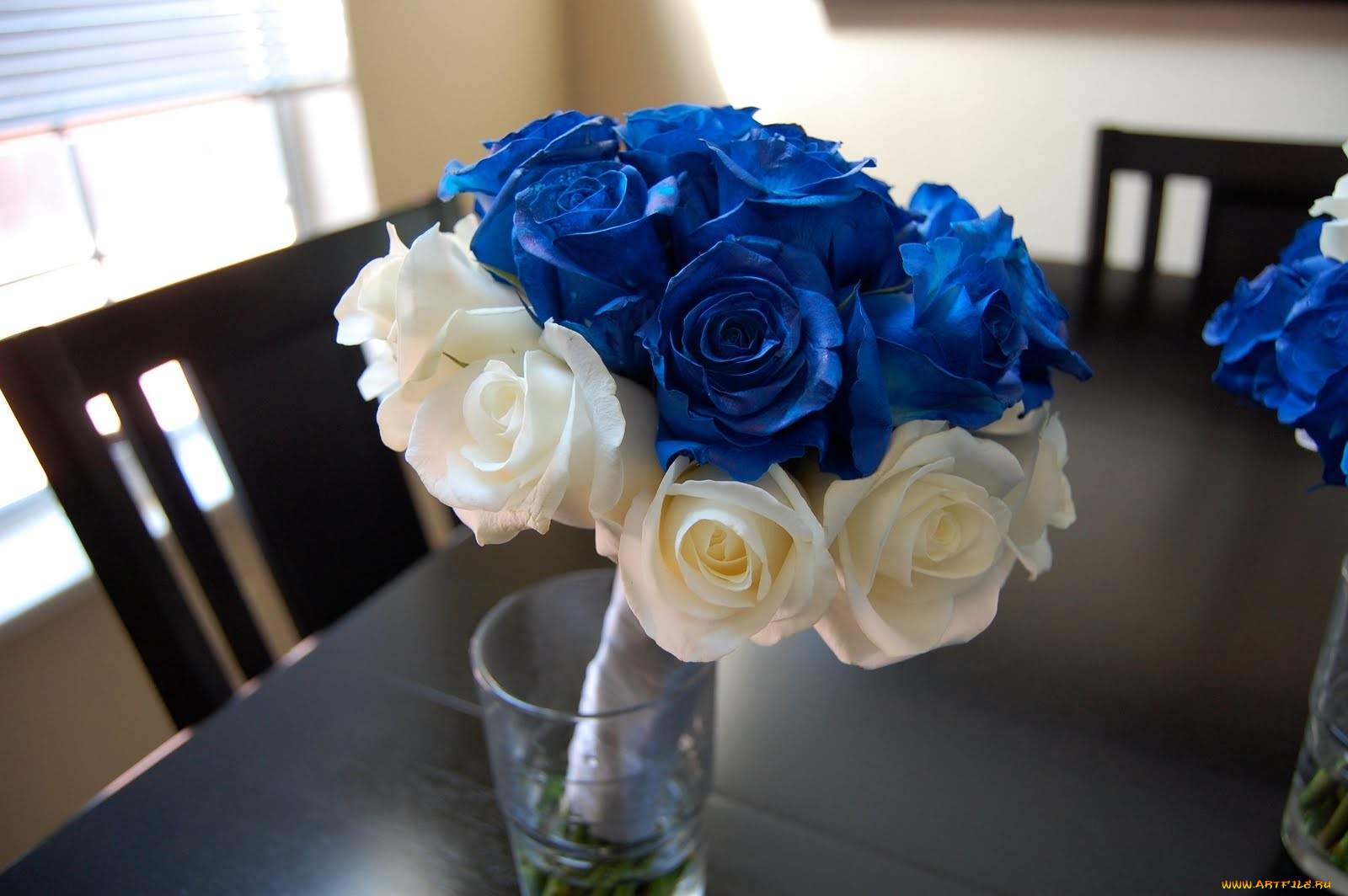 цветы, розы, белый, синий