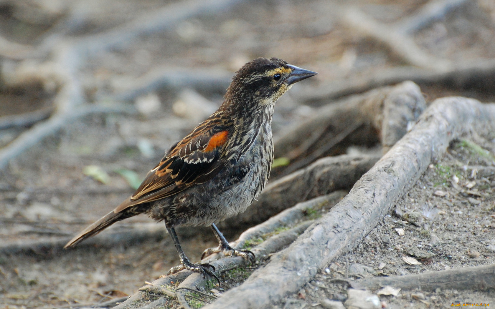 животные, птицы, птица, земля