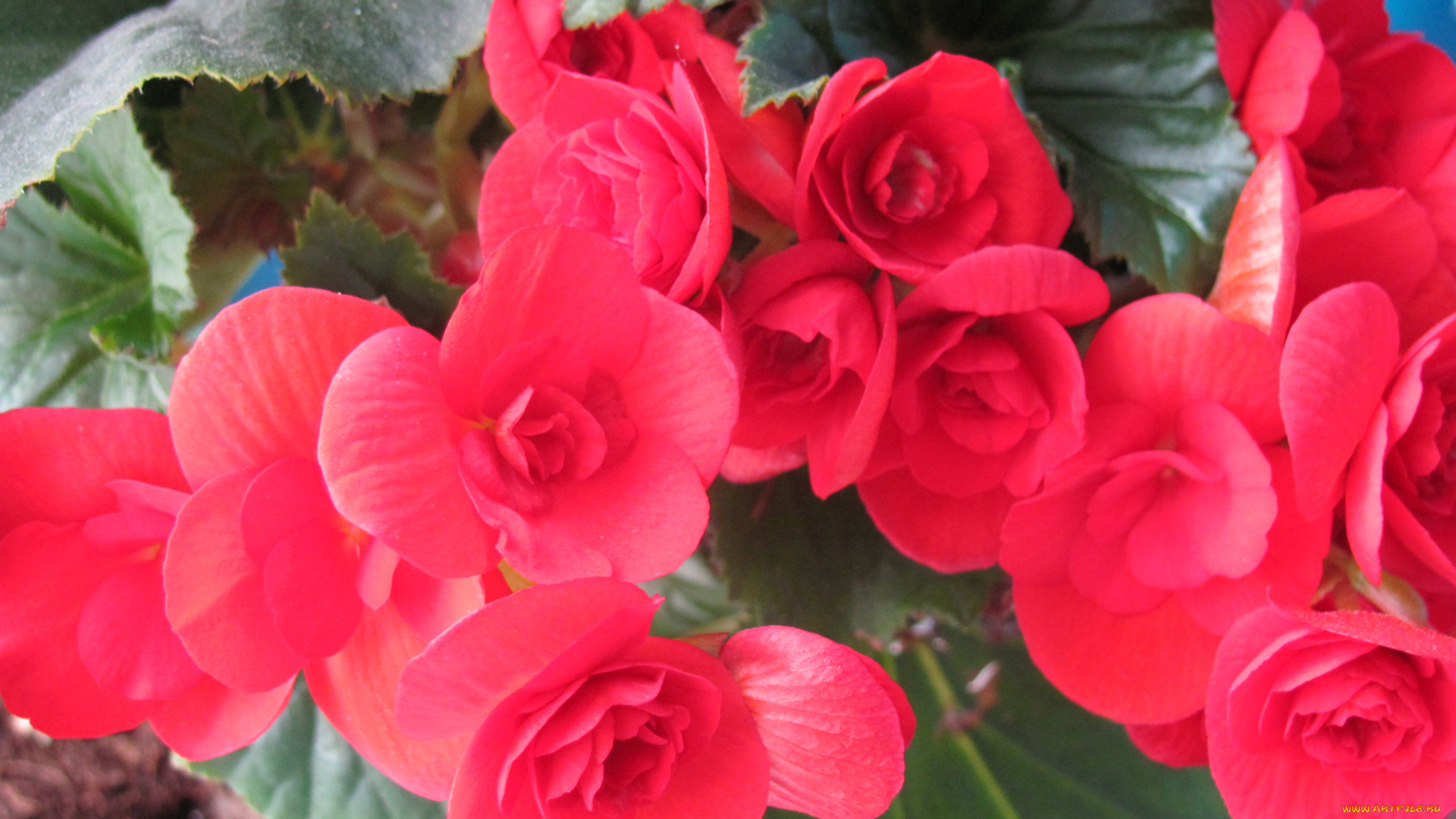 бегония, цветы, алые