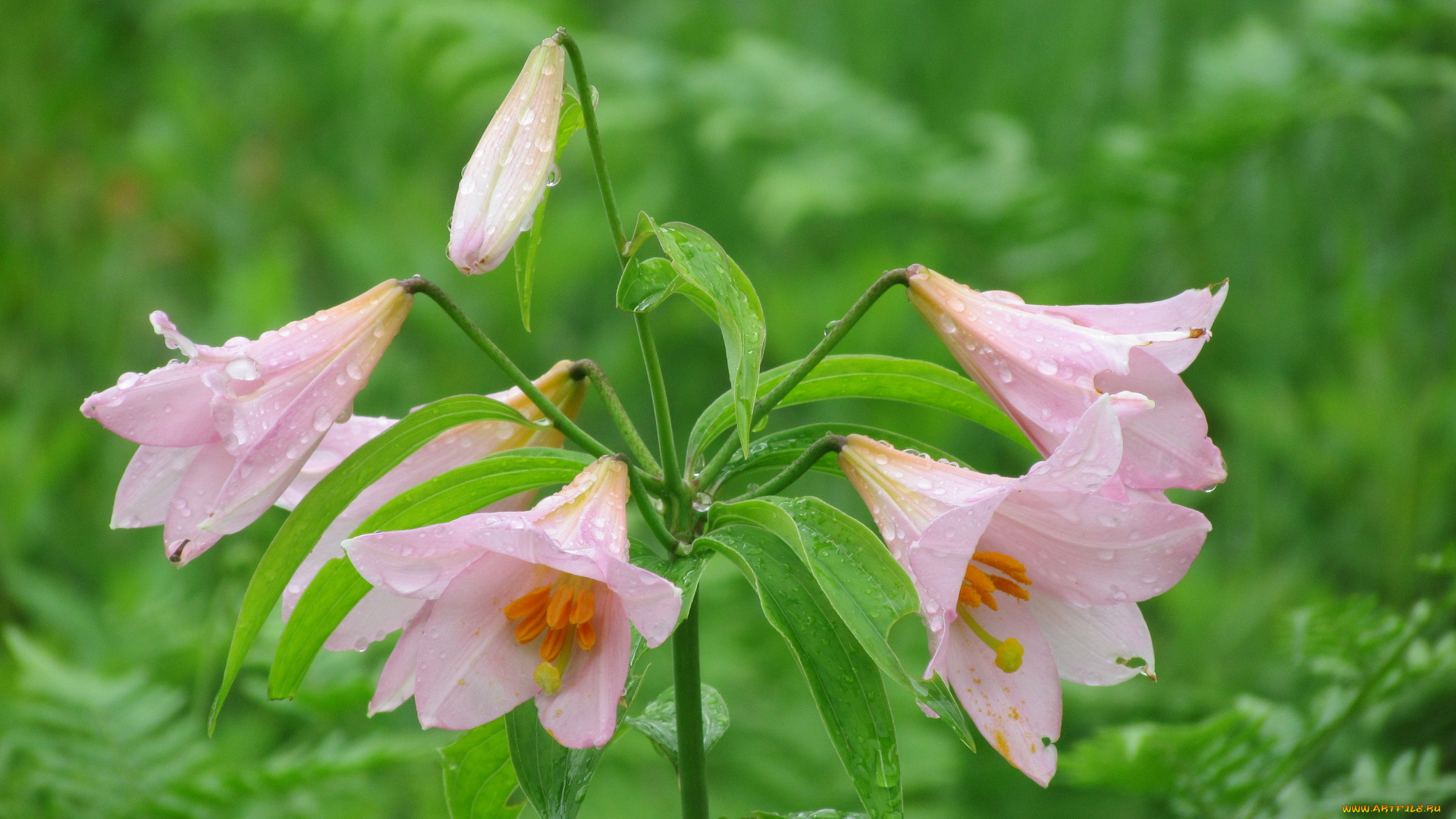 цветы, амариллисы, гиппеаструмы, сиренивый