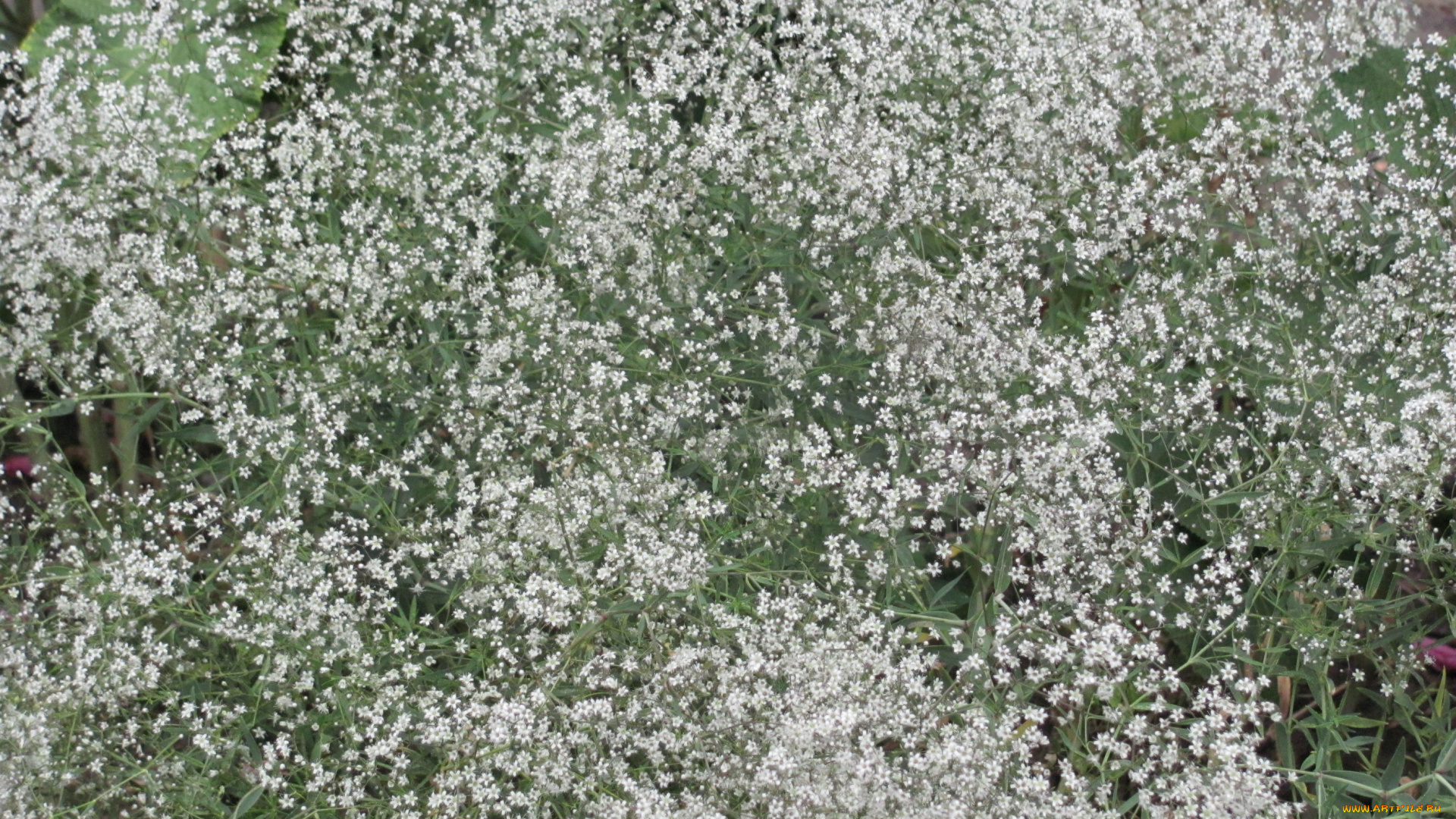 цветы, белые, мелкие, цветочки