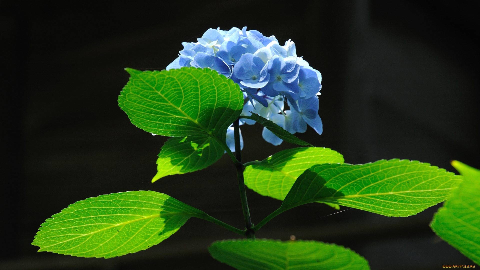 цветы, гортензия, зеленый, синий