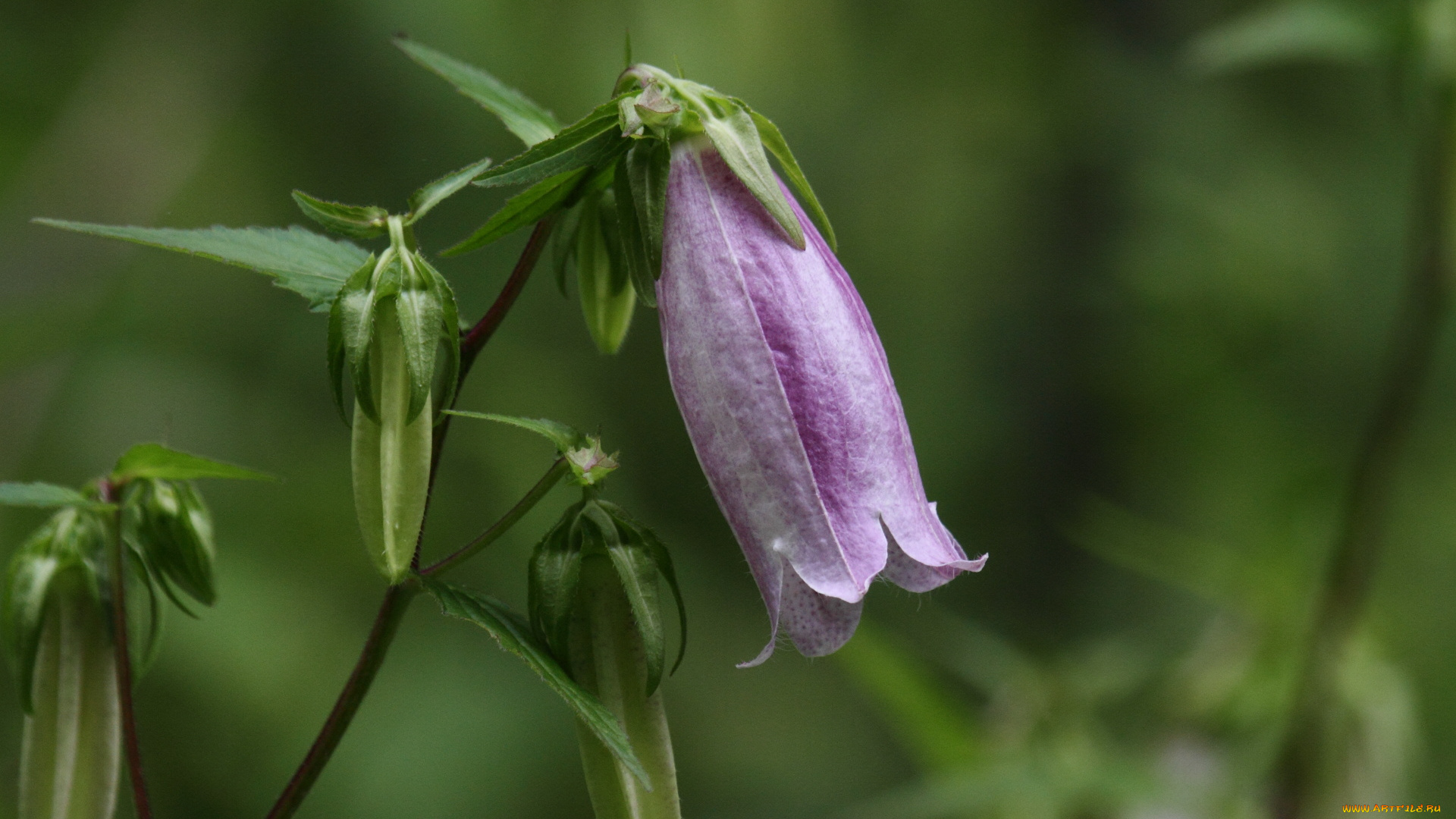 цветы, колокольчики, зелёный
