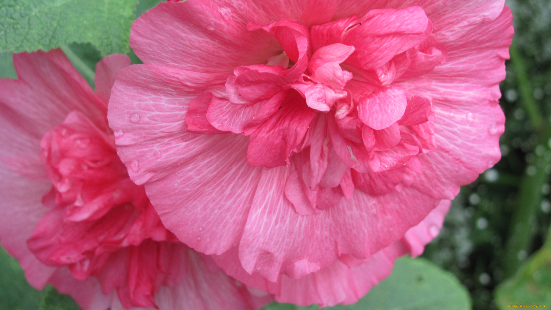 цветы, мальвы, нежные, махровые, розовые