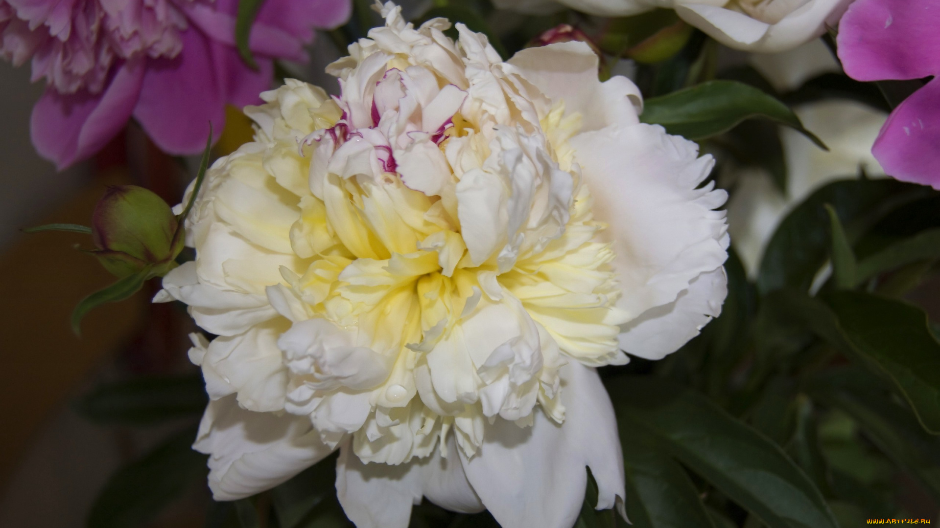 цветы, пионы, пион