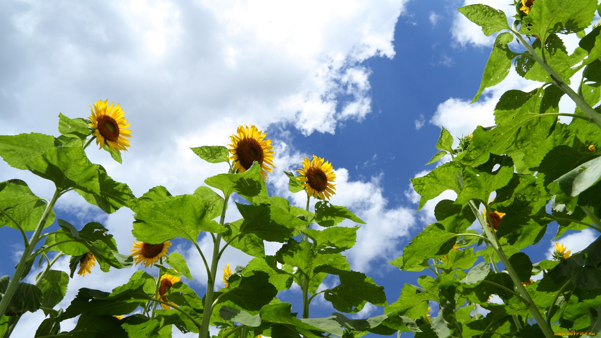цветы, подсолнухи, небо