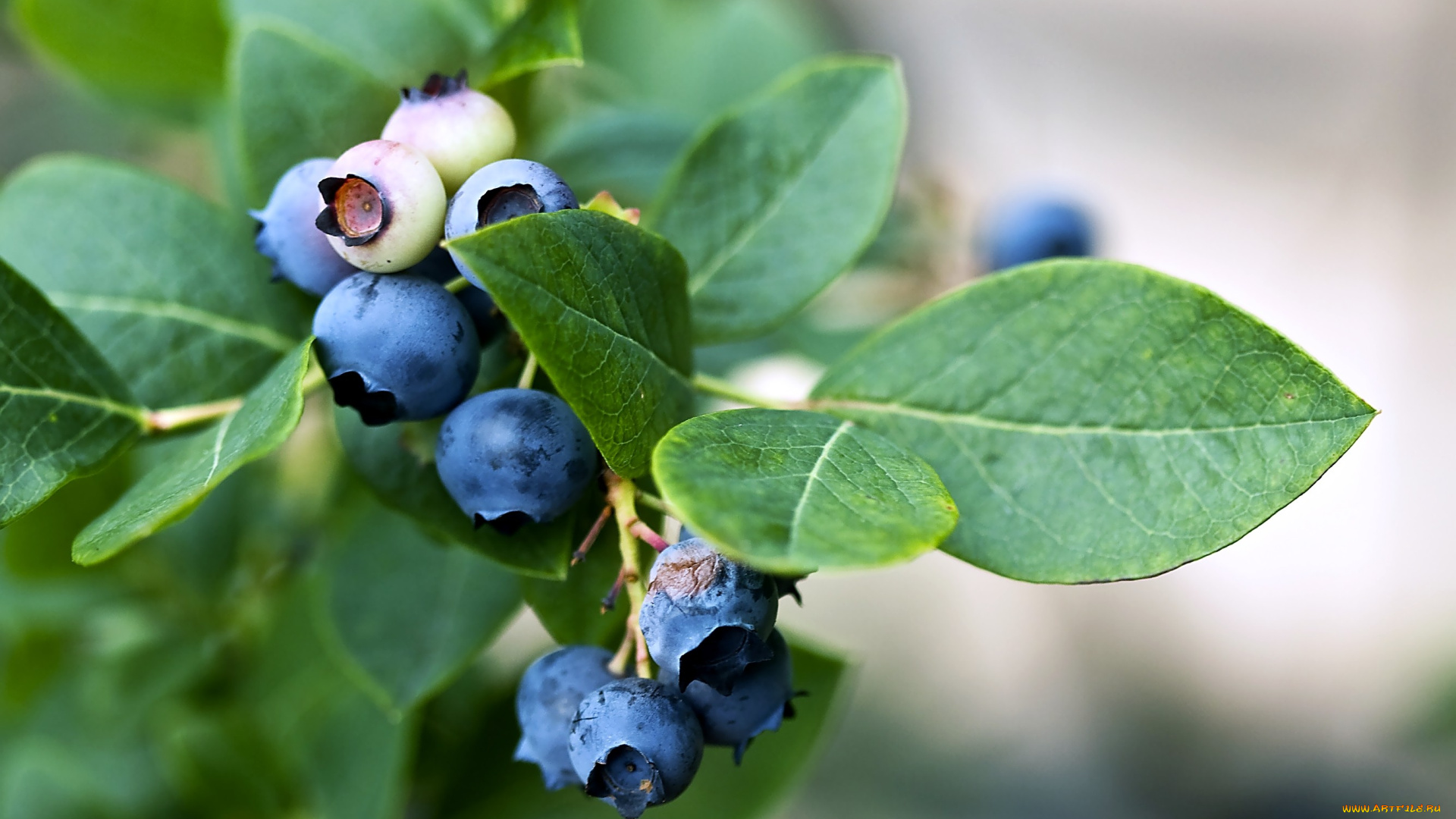 природа, Ягоды, черника