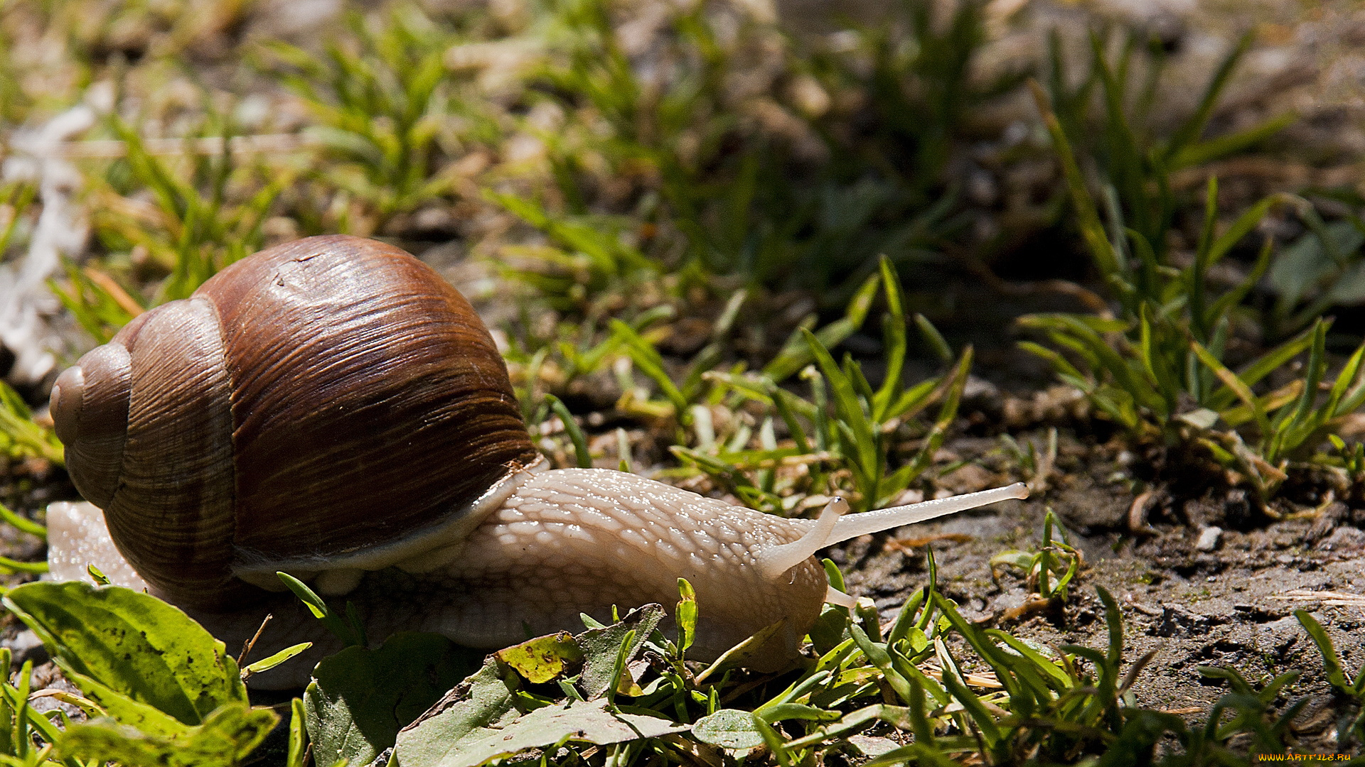 животные, улитки, улитка, ракушка