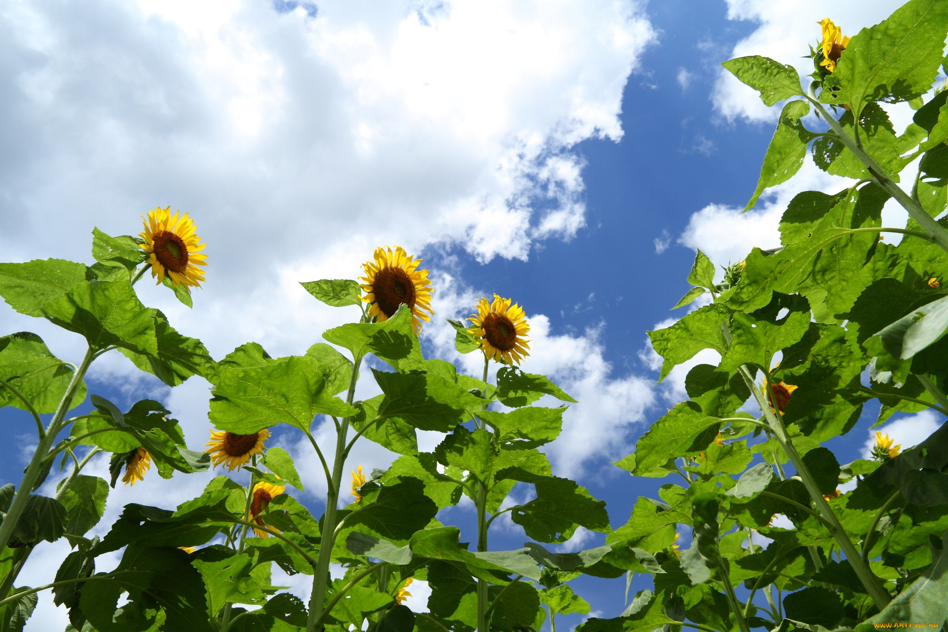 цветы, подсолнухи, небо