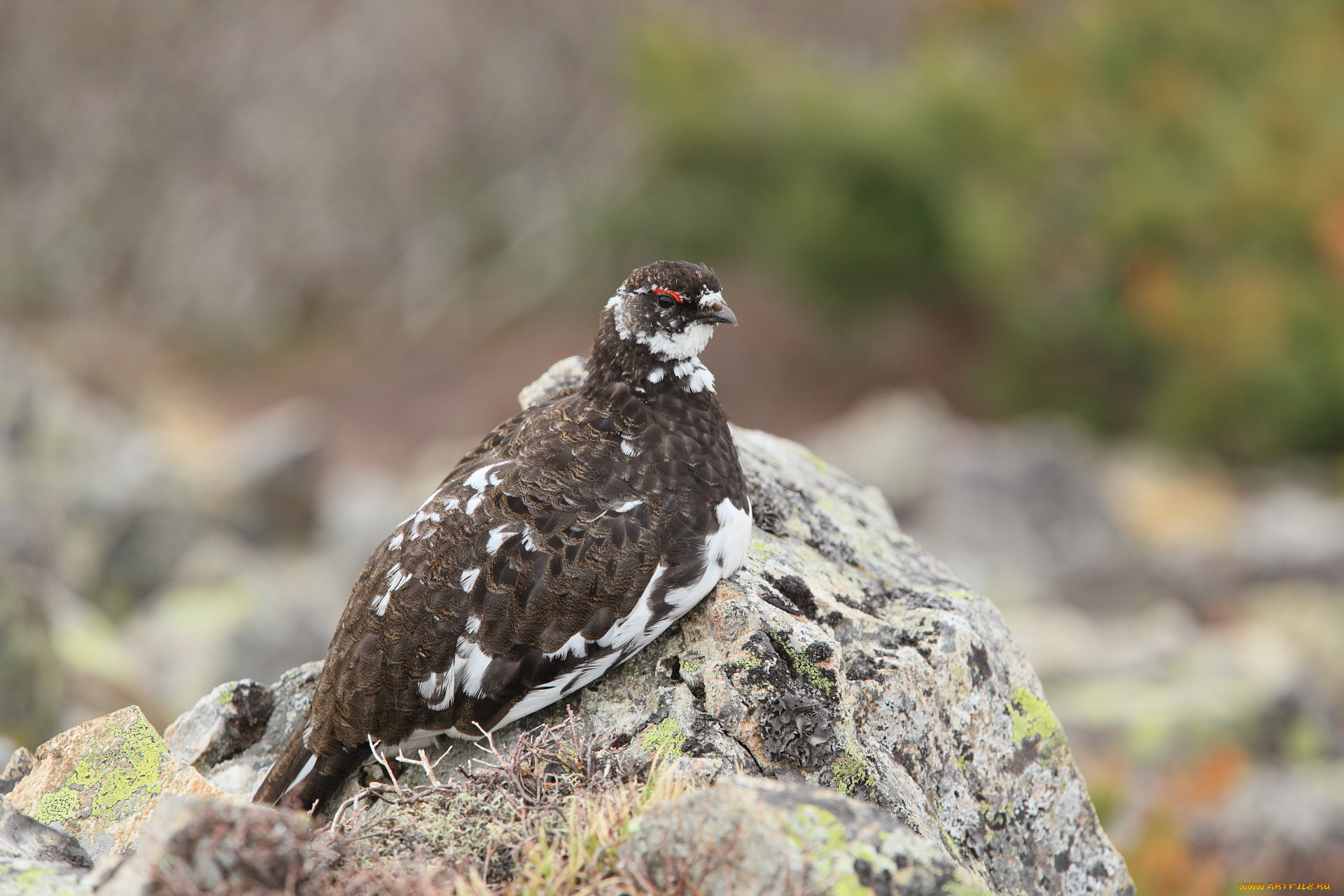 животные, куропатки, рябчики, перепела, камни, птица