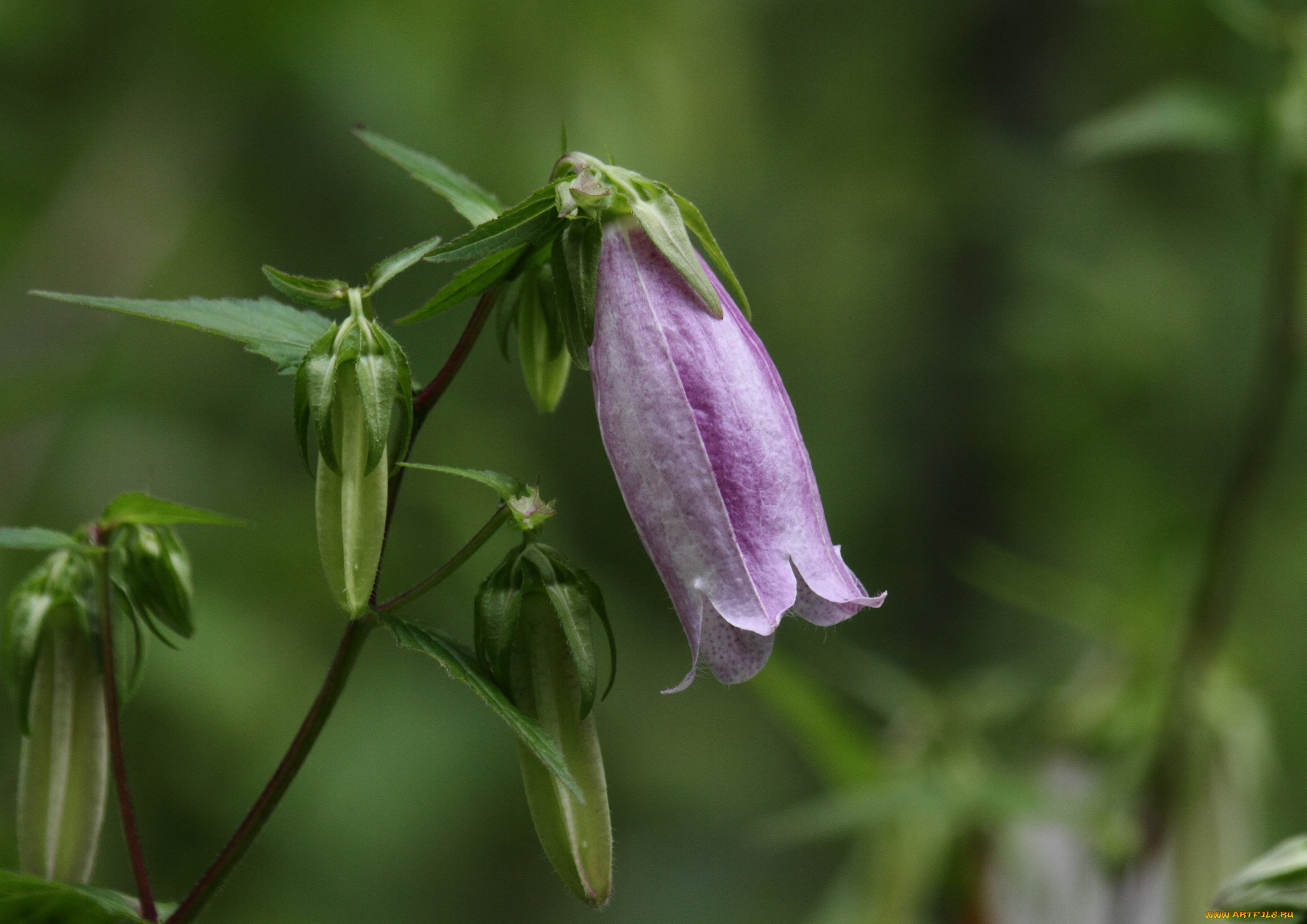 цветы, колокольчики, зелёный