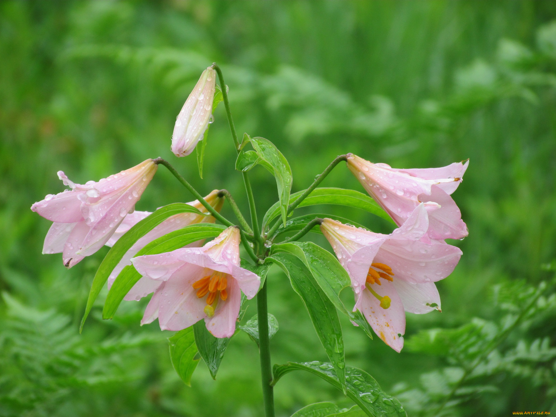 цветы, амариллисы, гиппеаструмы, сиренивый
