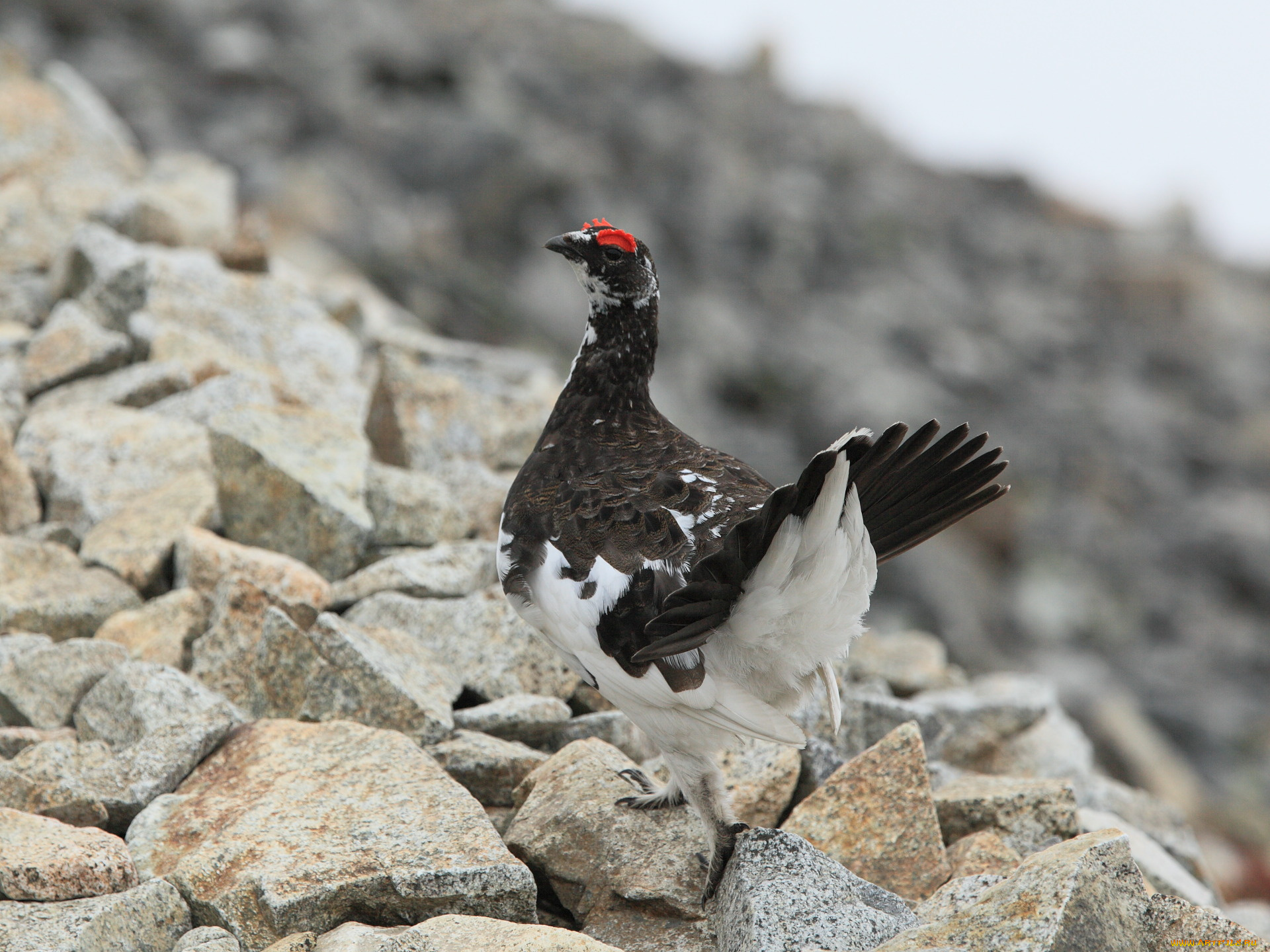 животные, глухари, тетерева, фазаны, камни, птица