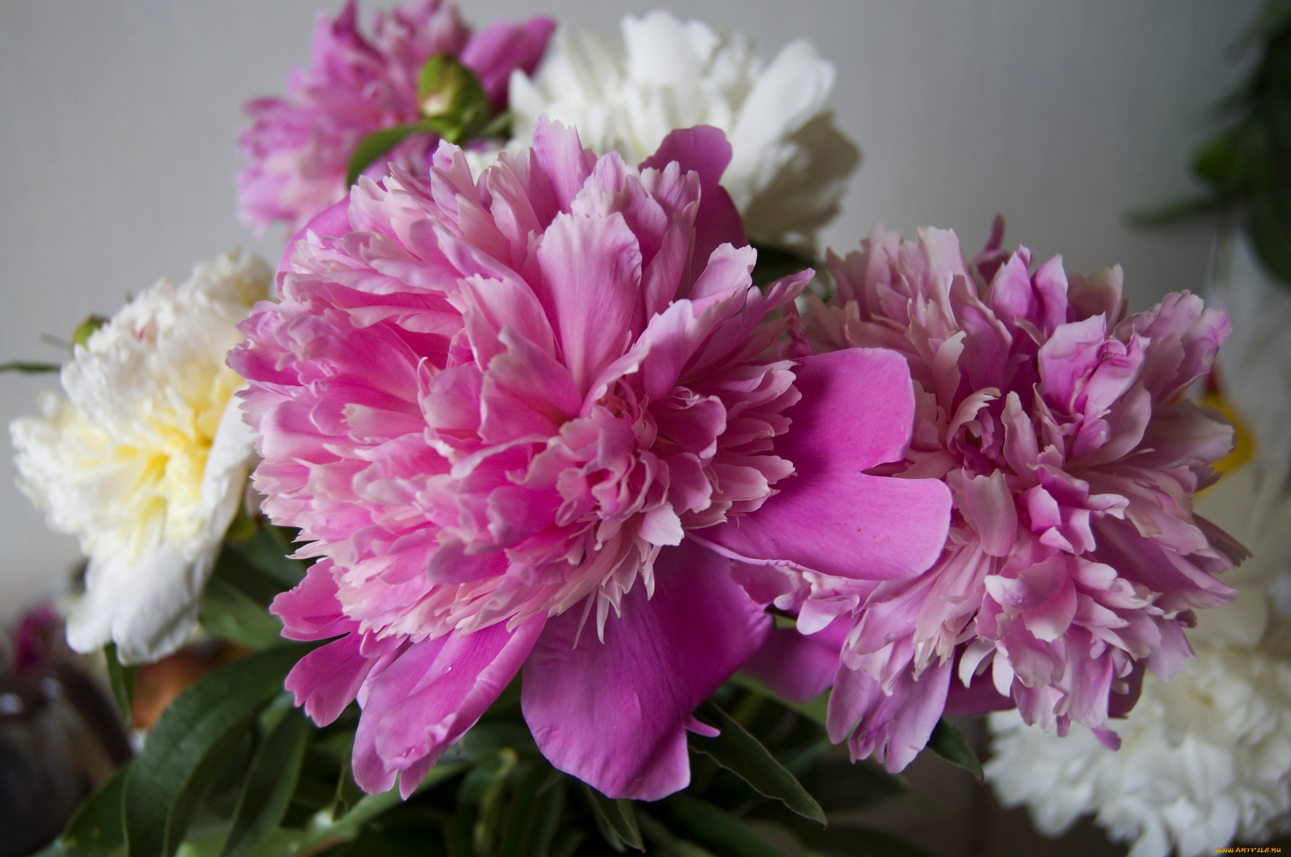 цветы, пионы, пион