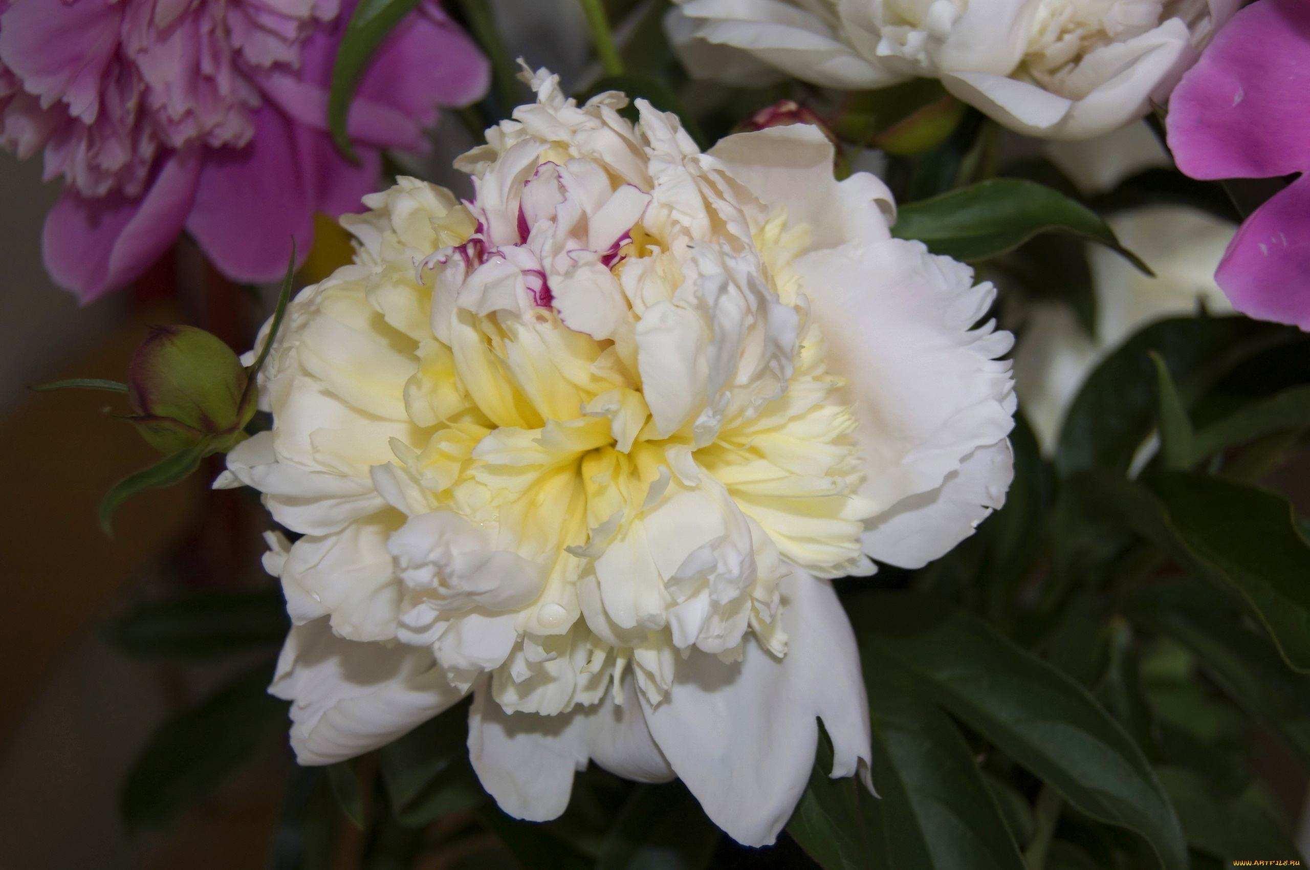 цветы, пионы, пион