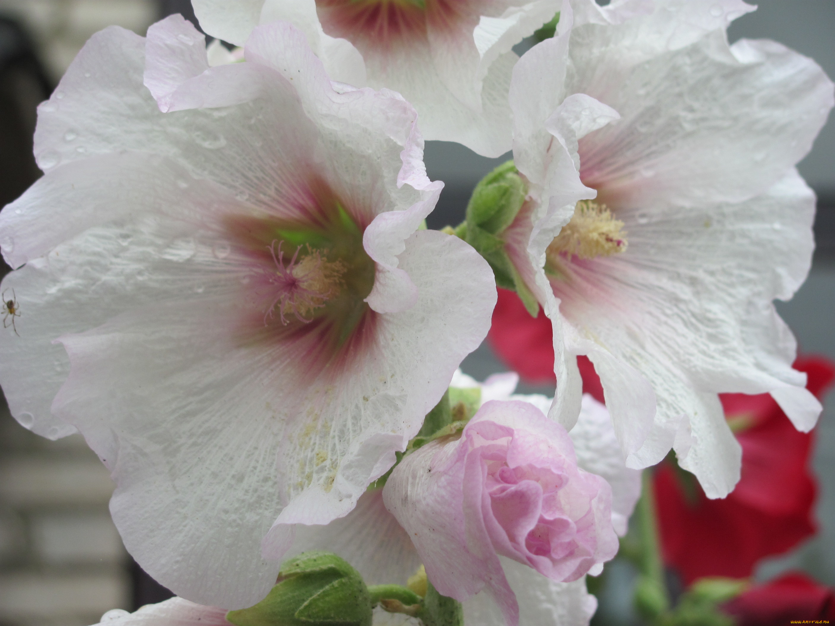 цветы, мальвы, белые, капли, дождя