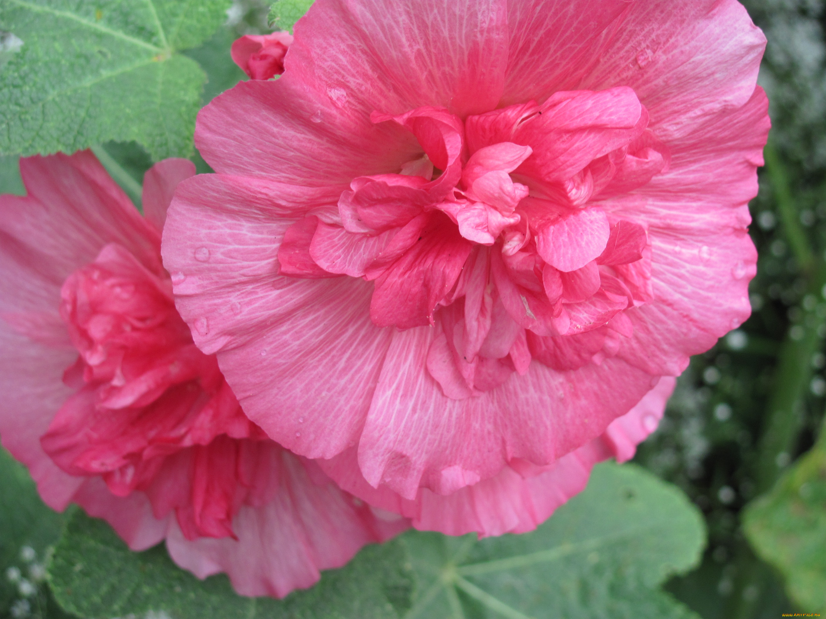 цветы, мальвы, нежные, махровые, розовые