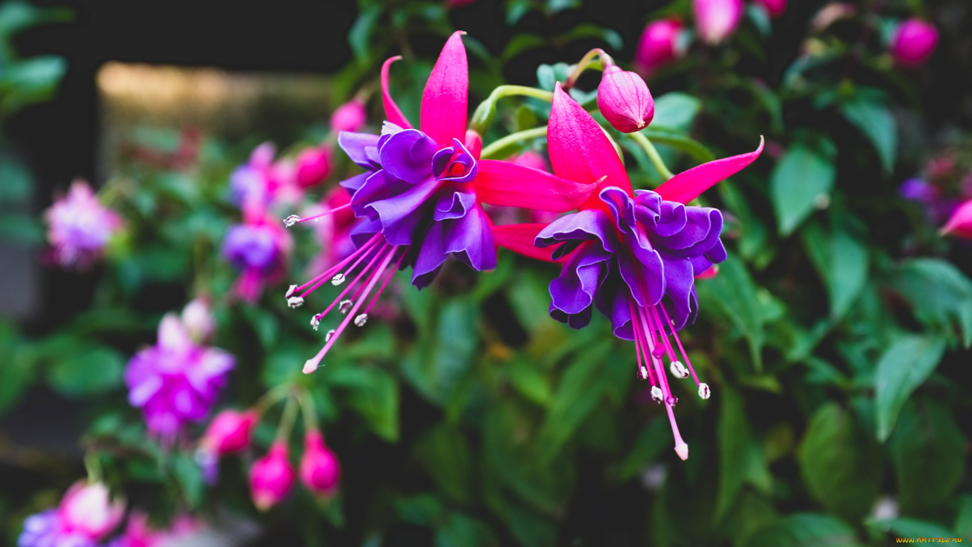 цветы, фуксия, лиловый