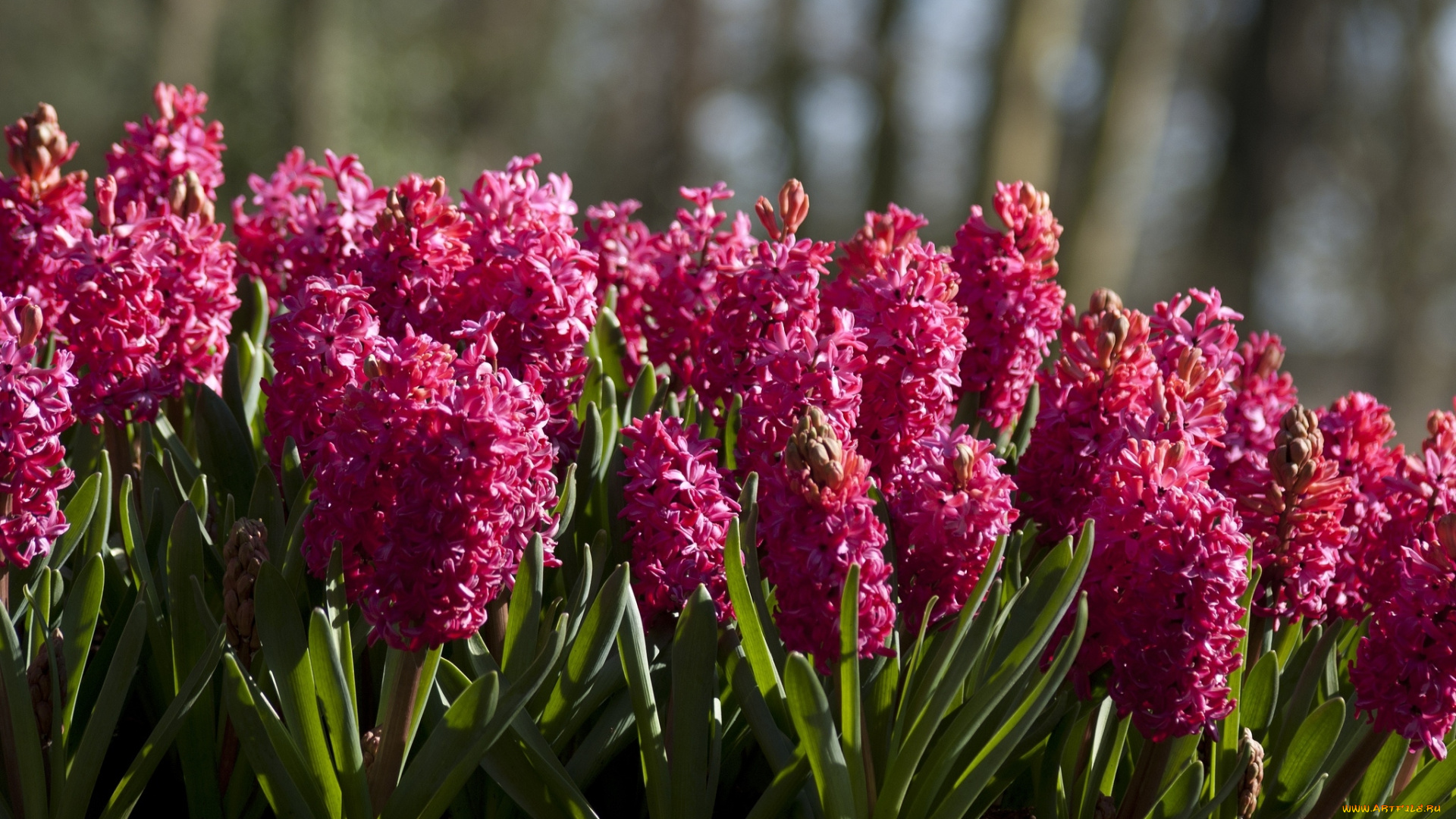 цветы, гиацинты, малиновый