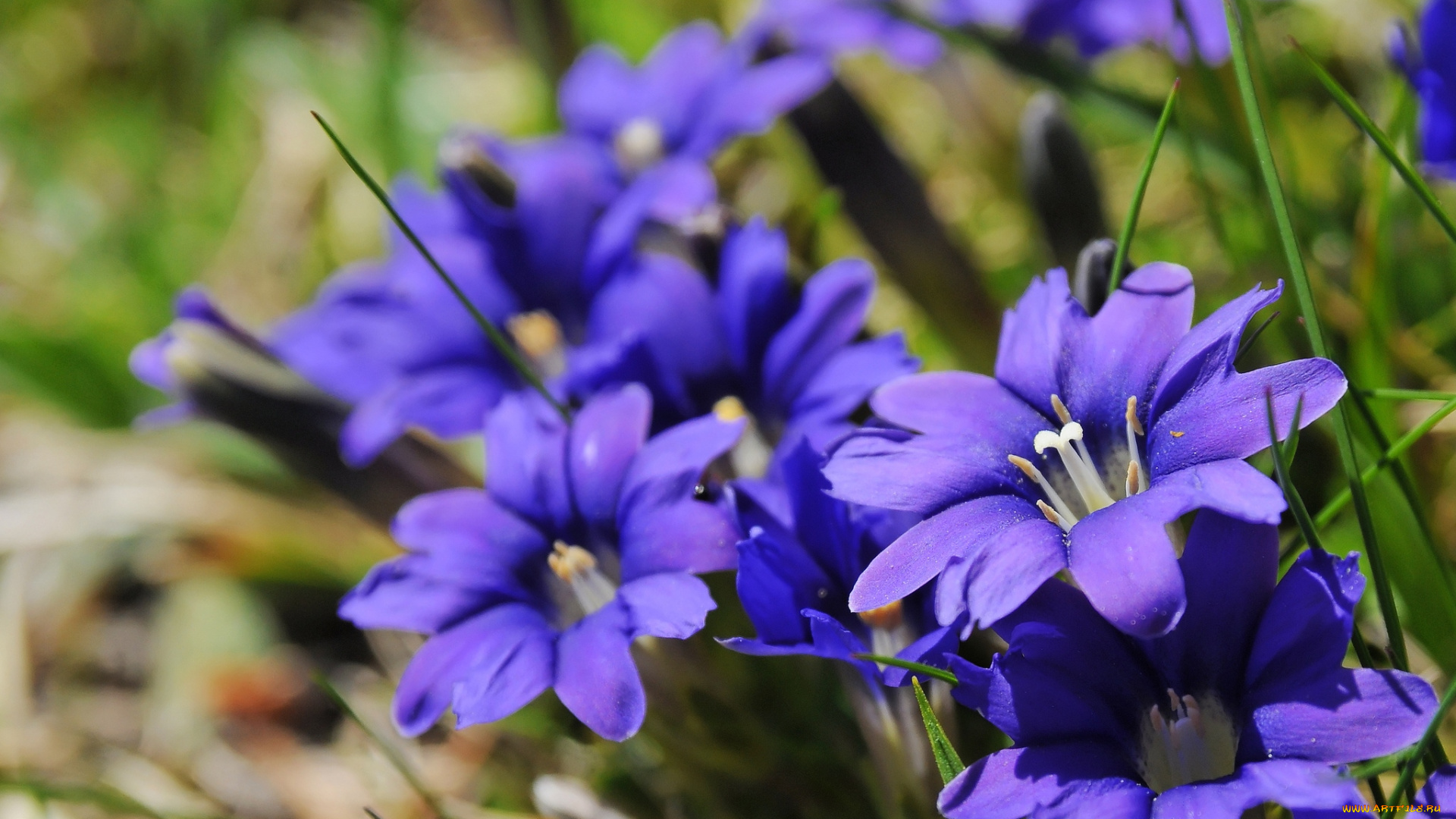 цветы, горечавки, синий