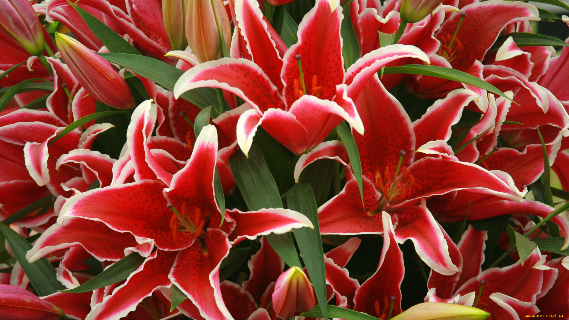 цветы, лилии, лилейники, много, красные