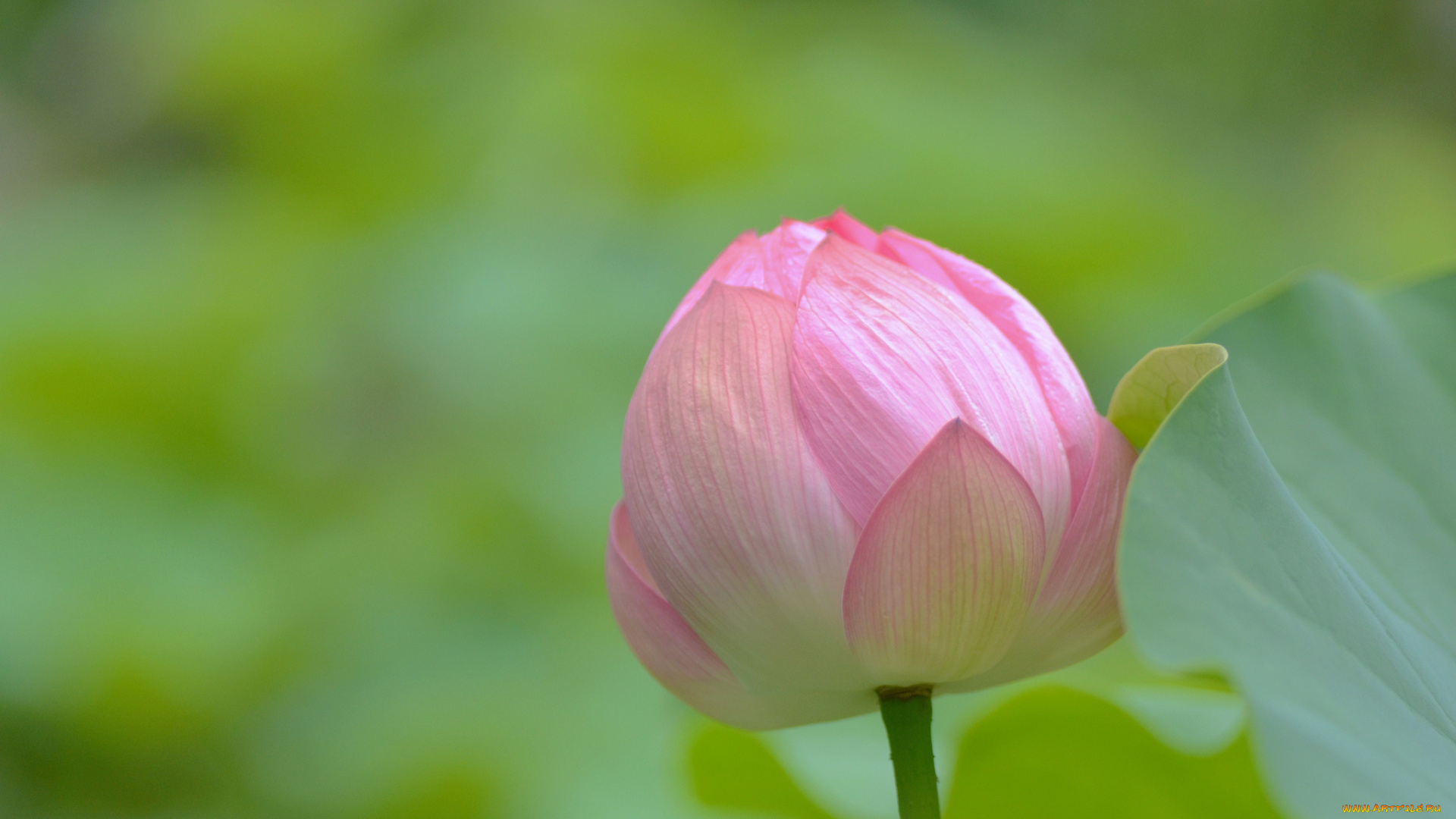 цветы, лотосы, розовый, бутон