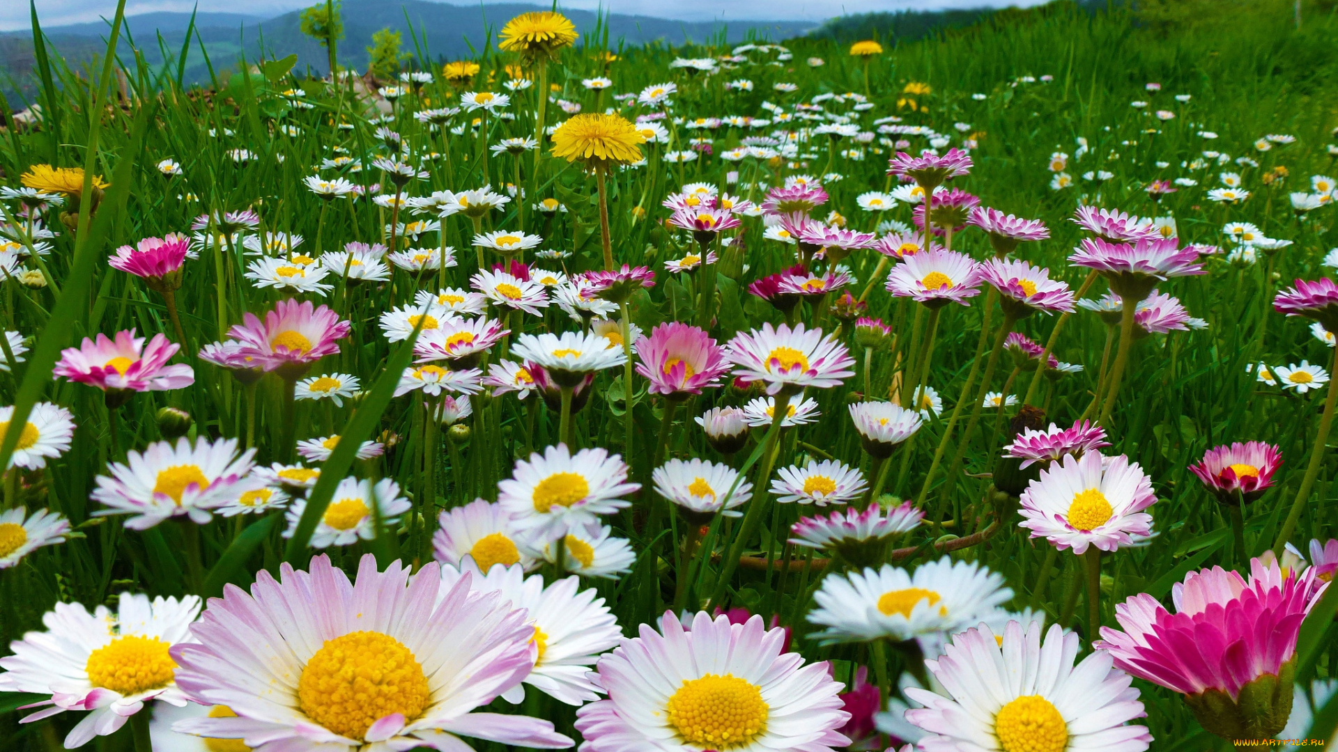 цветы, луговые, полевые, одуванчики, маргаритки