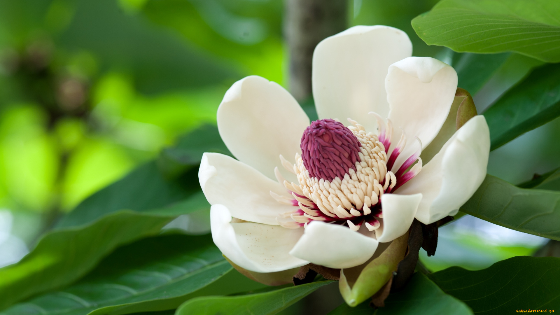 цветы, магнолии, макро, лепестки