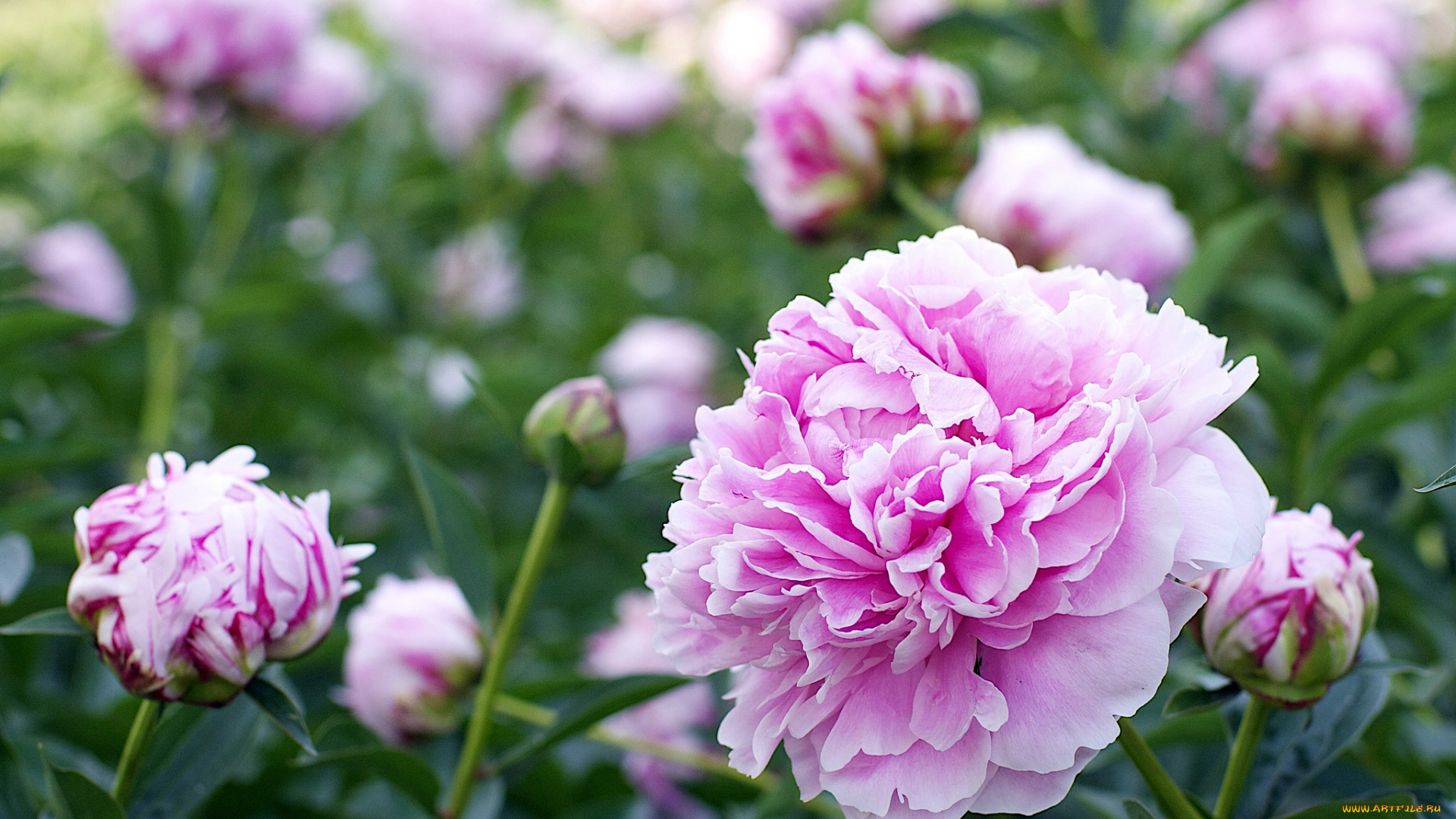 цветы, пионы, розовый