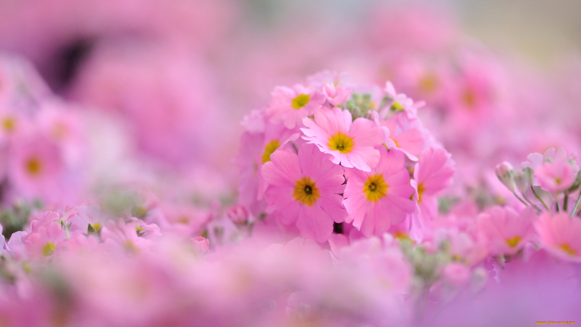 цветы, примулы, розовый, нежность