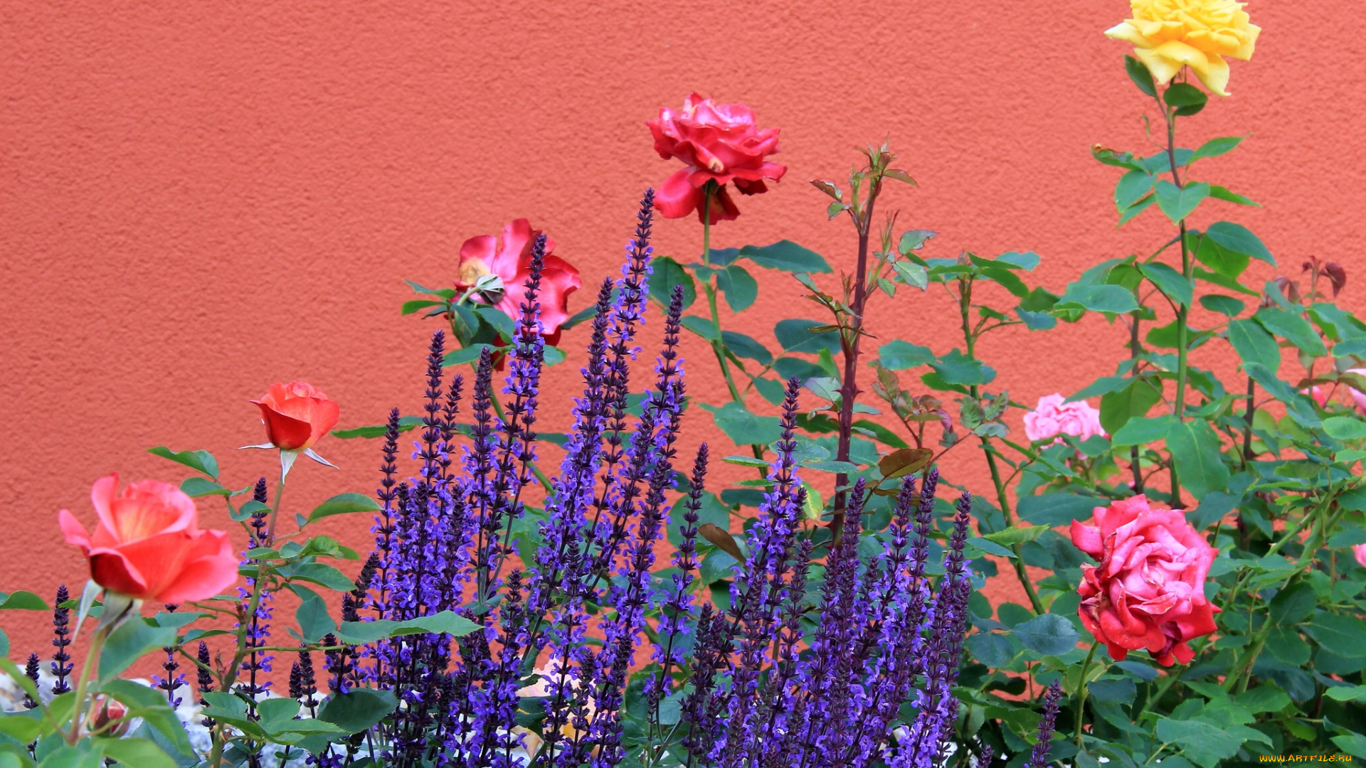 цветы, разные, вместе, стена, лаванда, розы