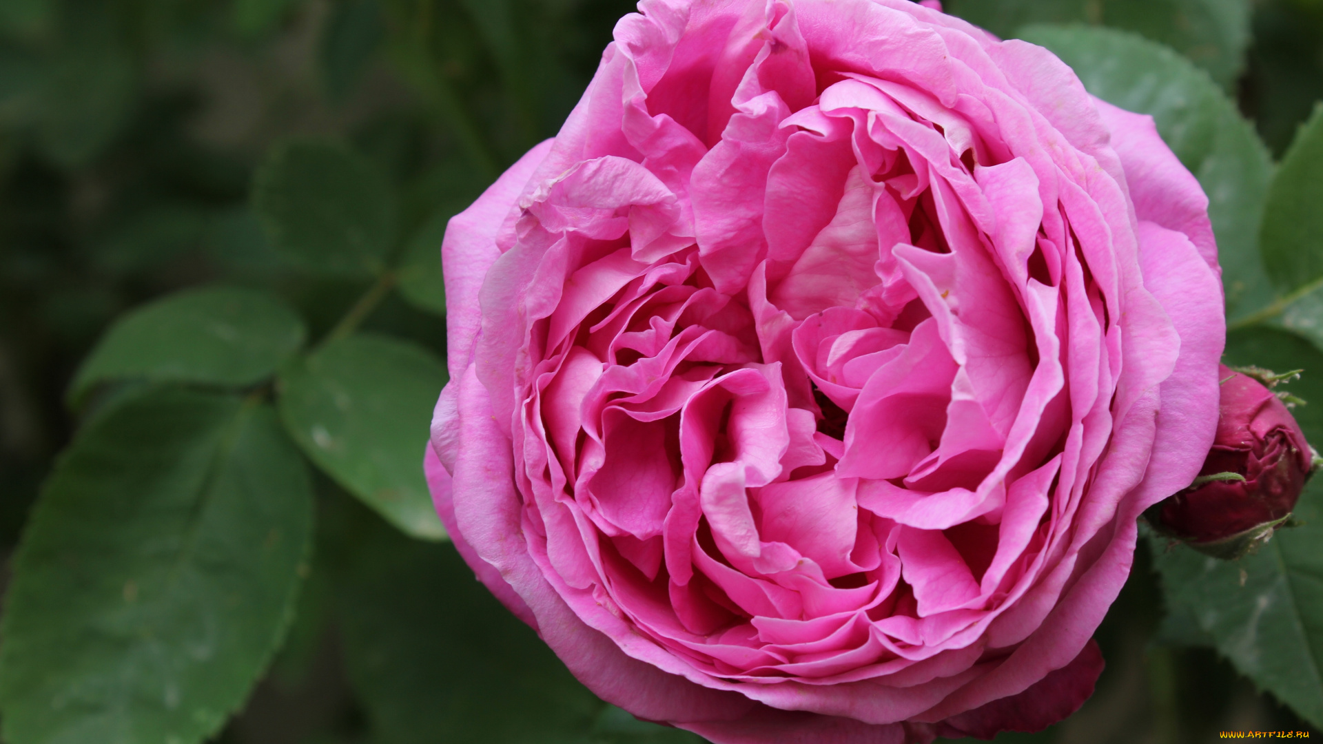 цветы, розы, бутон, макро