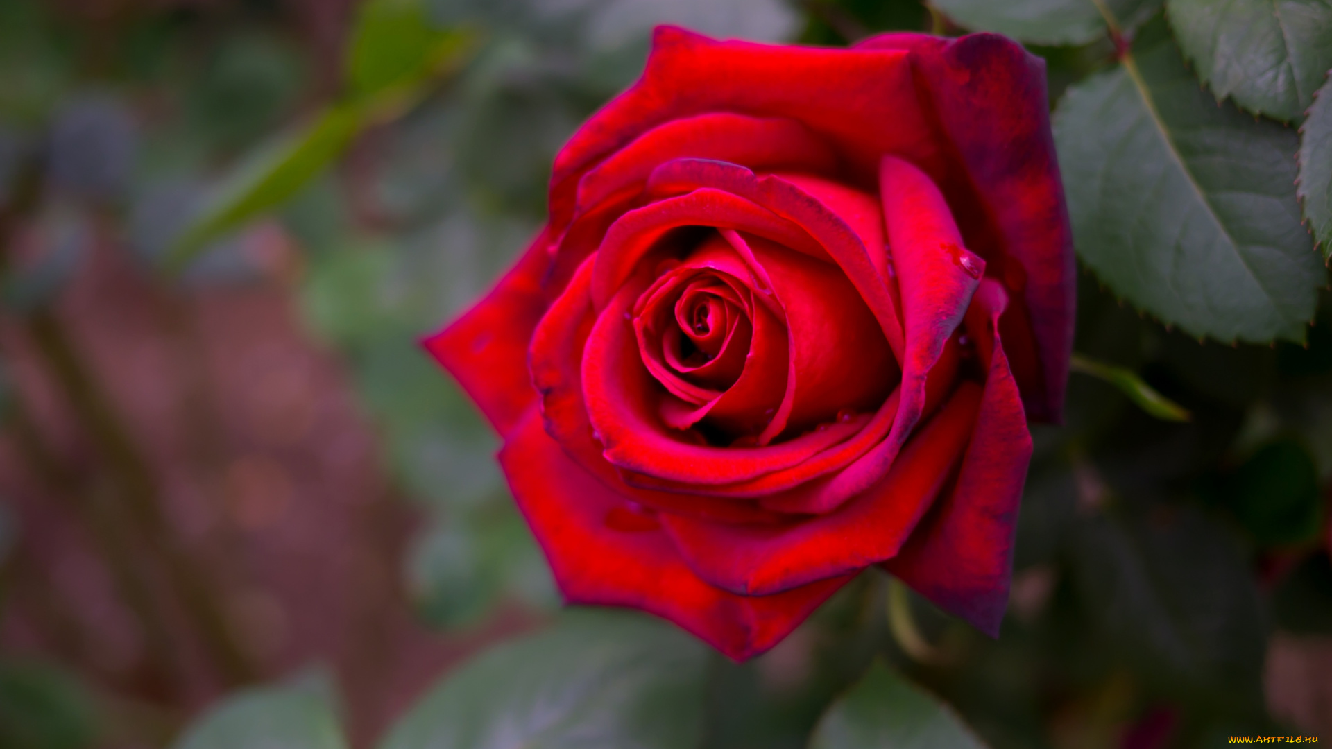 цветы, розы, красный