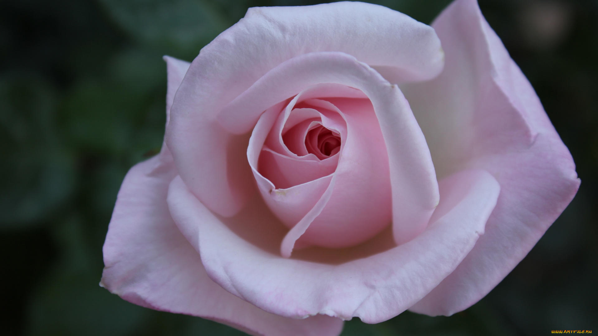 цветы, розы, макро, лепестки, бутон