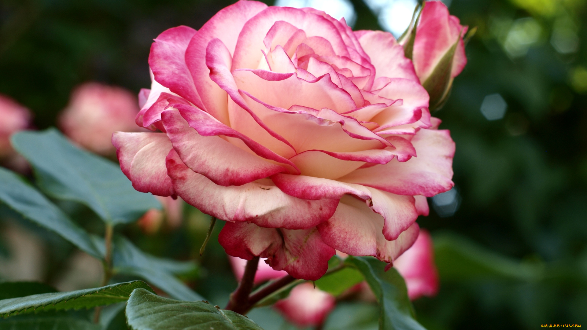 цветы, розы, пестрая, королева