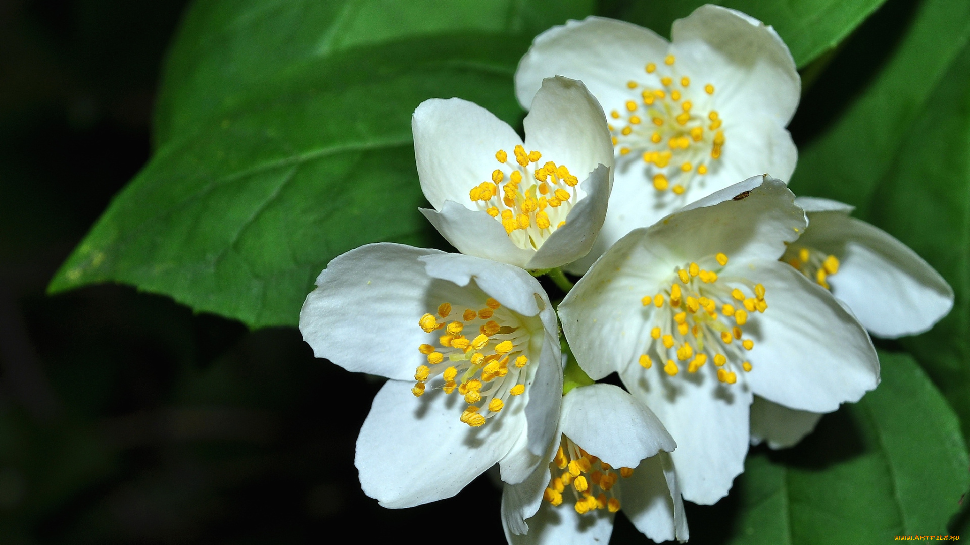цветы, жасмин, куст