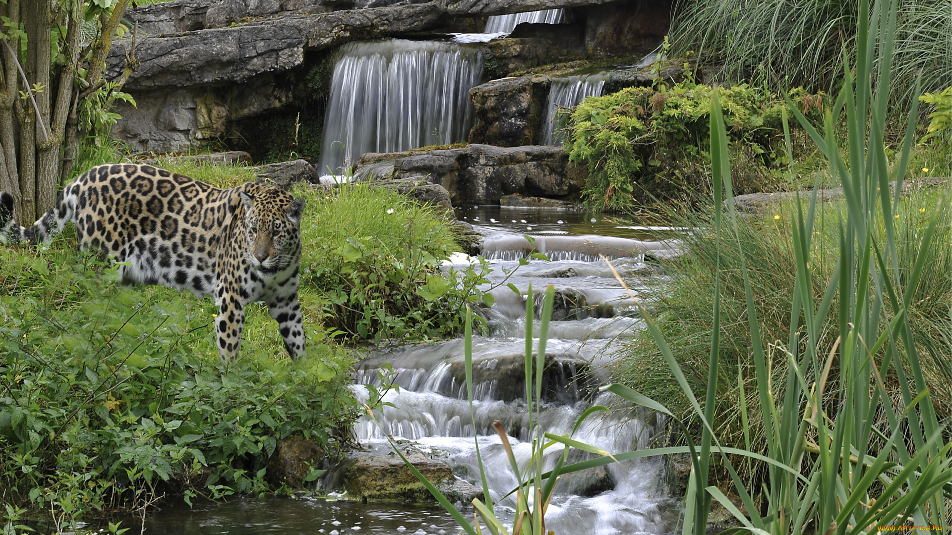 разное, компьютерный, дизайн, водопад, каскад, камыш
