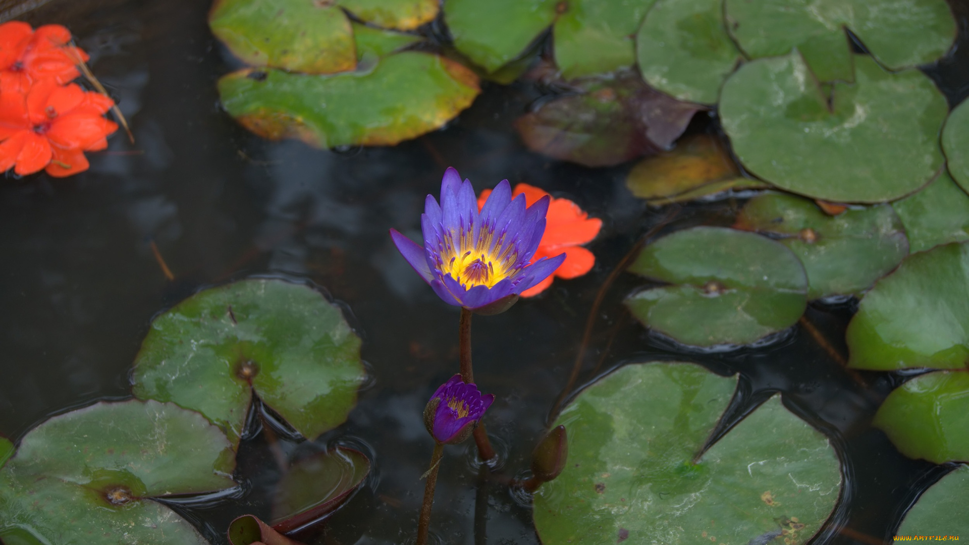 водяная, линия, цветы, лилии, водяные, нимфеи, кувшинки, нимфея
