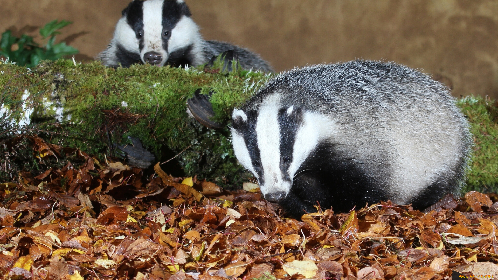 животные, барсуки, листья