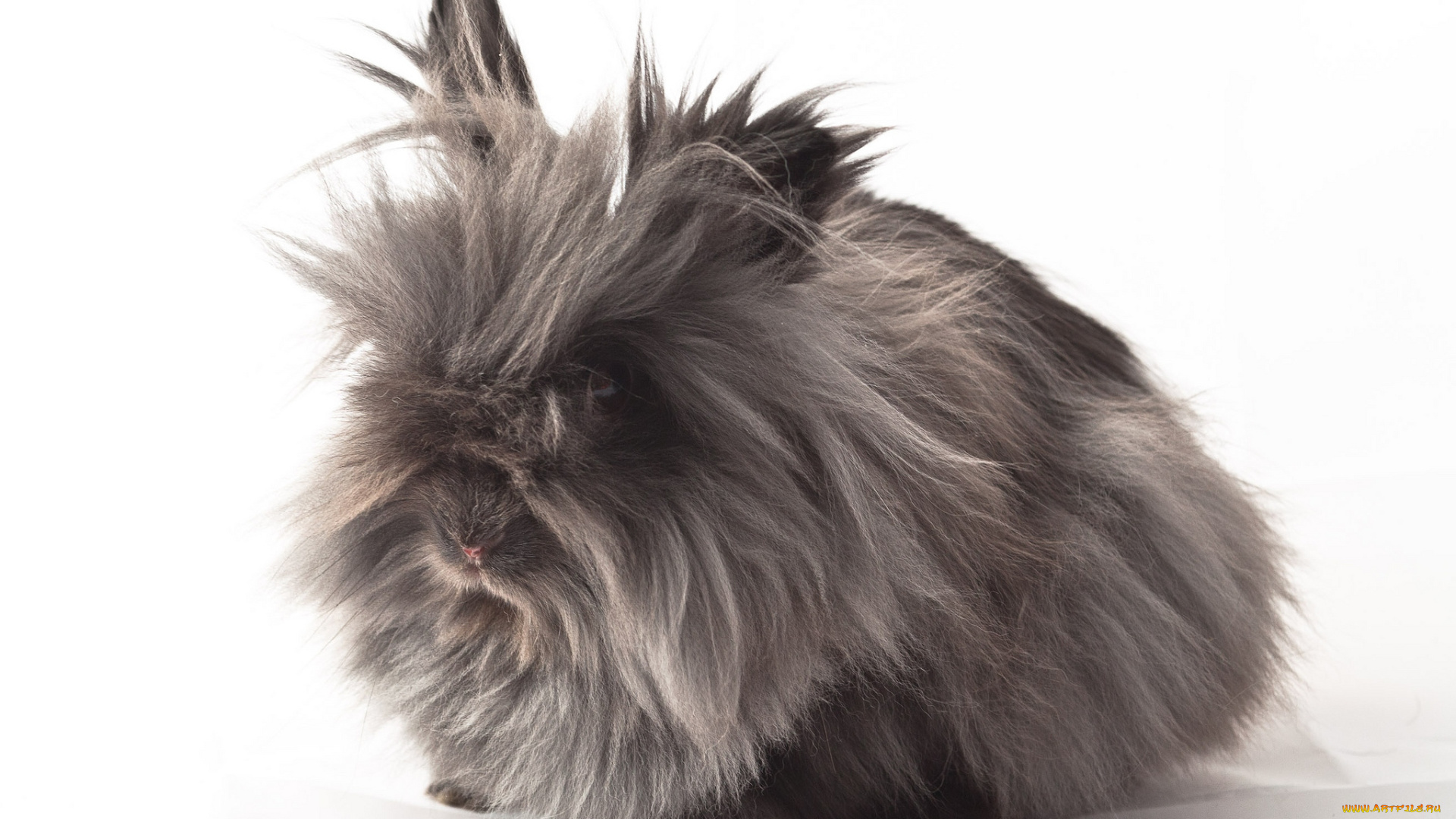 животные, кролики, зайцы, мохнатый