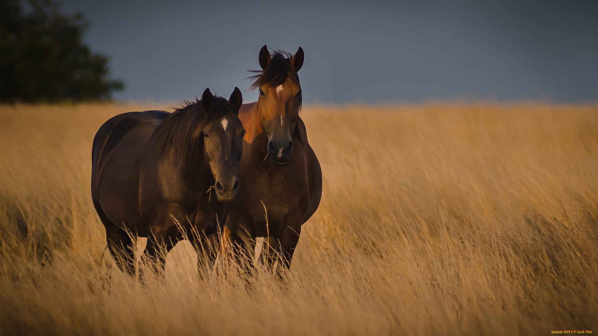 животные, лошади, гнедые, поле, пара