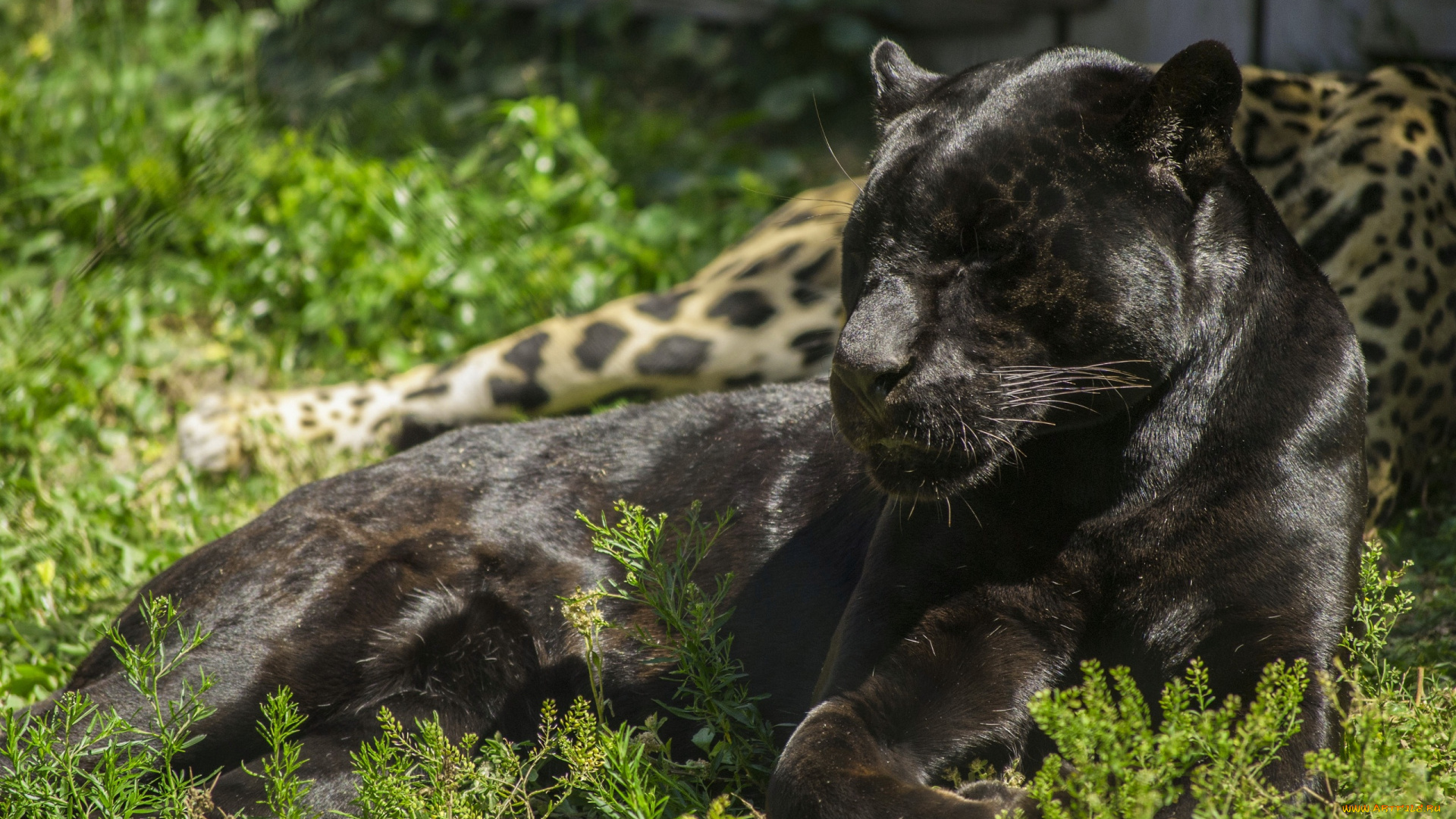 животные, пантеры, черный, ягуар