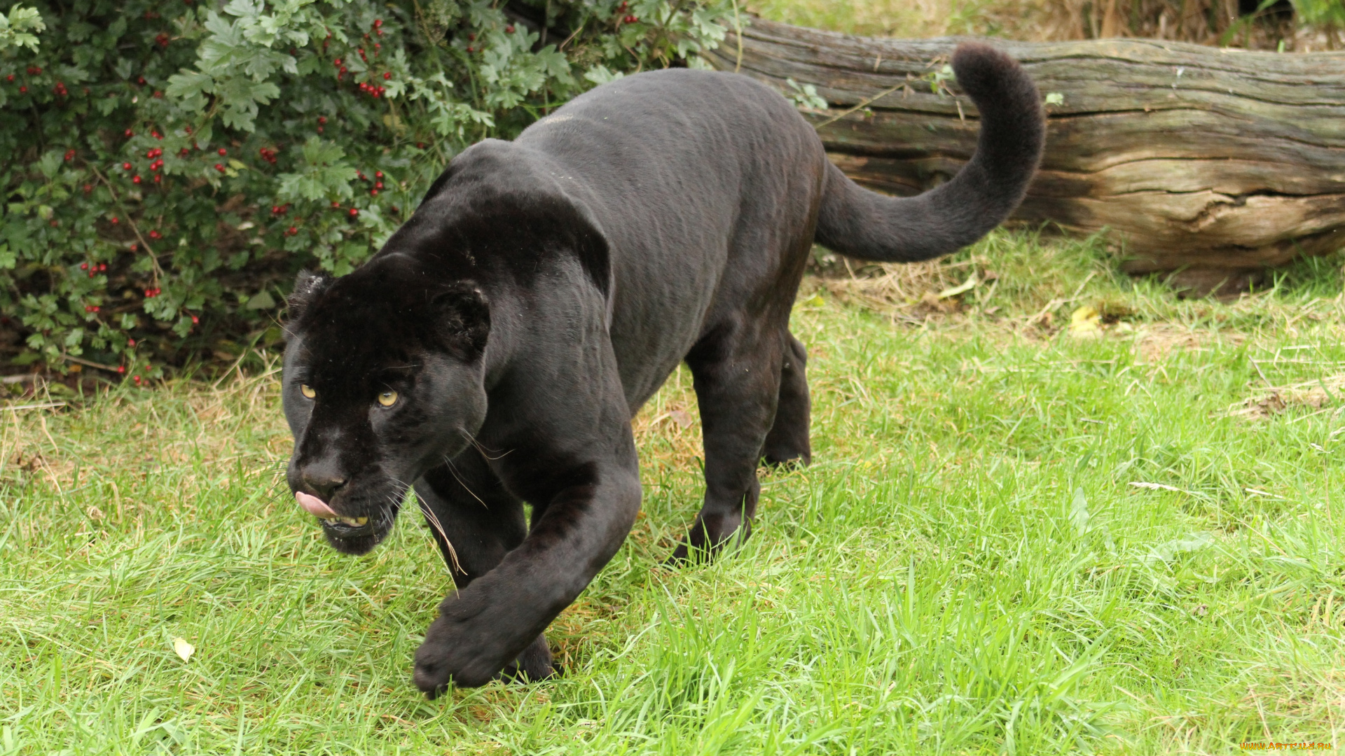 животные, пантеры, черный, ягуар