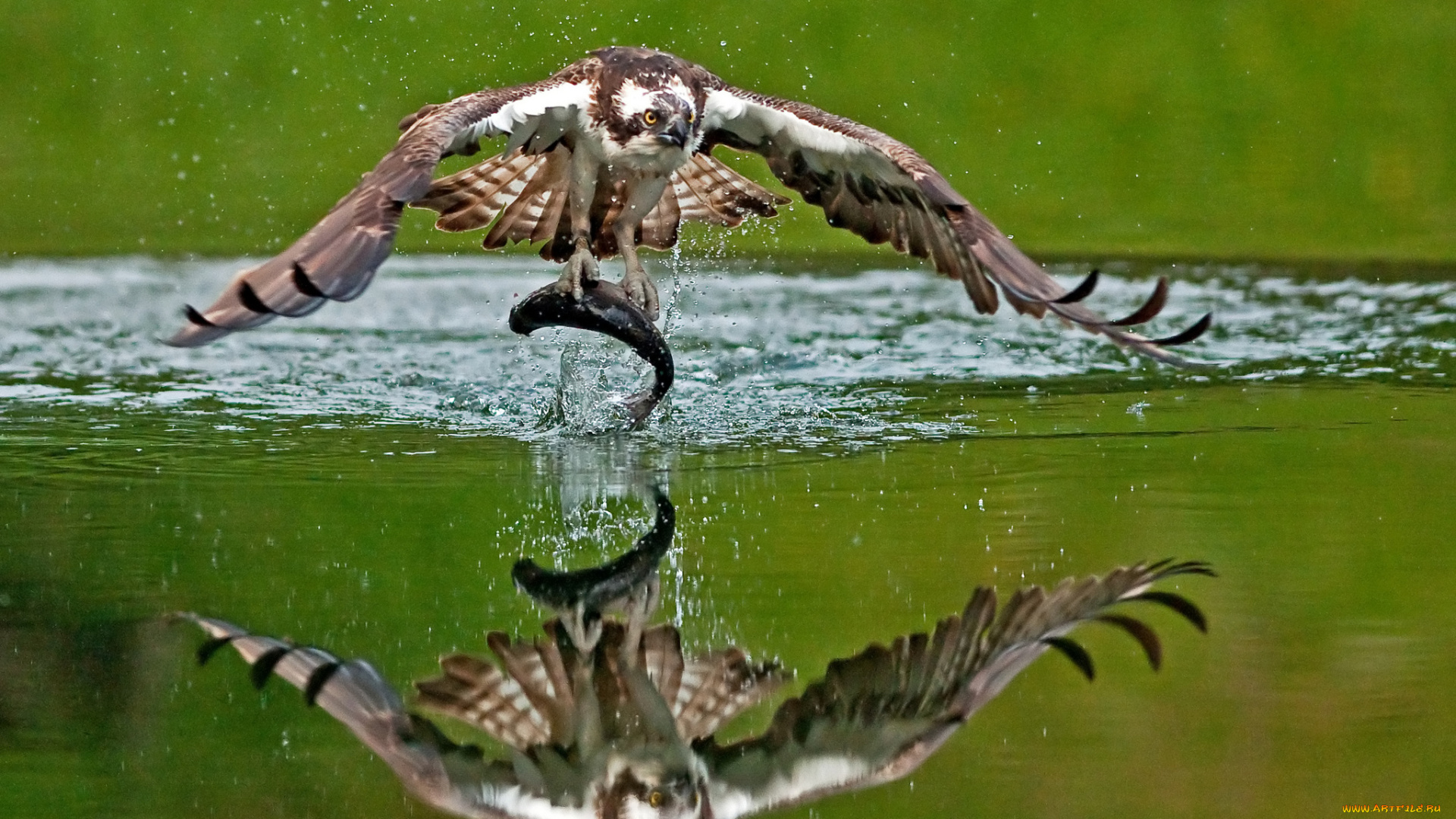 животные, птицы, хищники, добыча, рыба, скопа, вода, улов, отражение