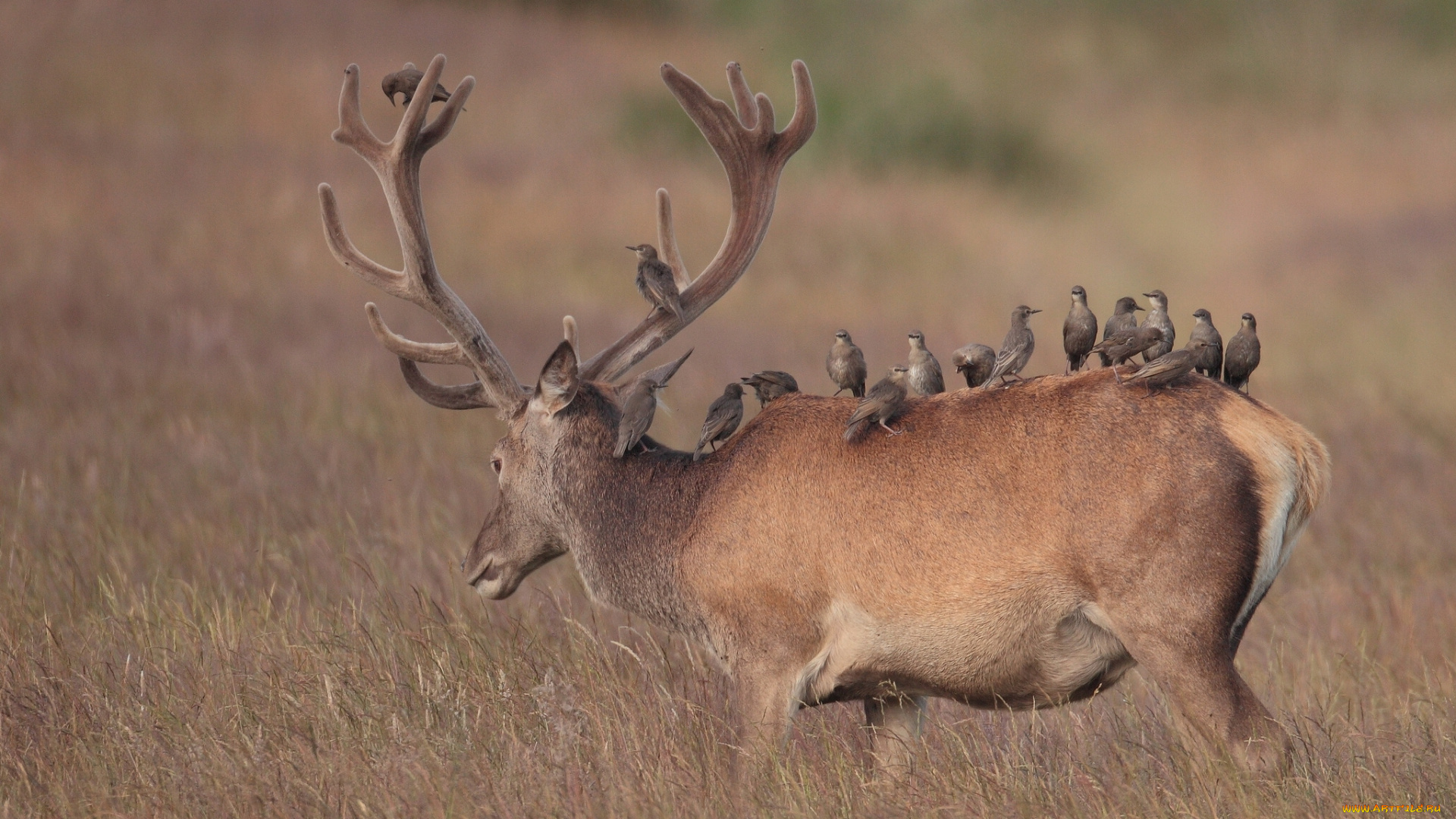 животные, разные, вместе, скворцы, птицы, олень