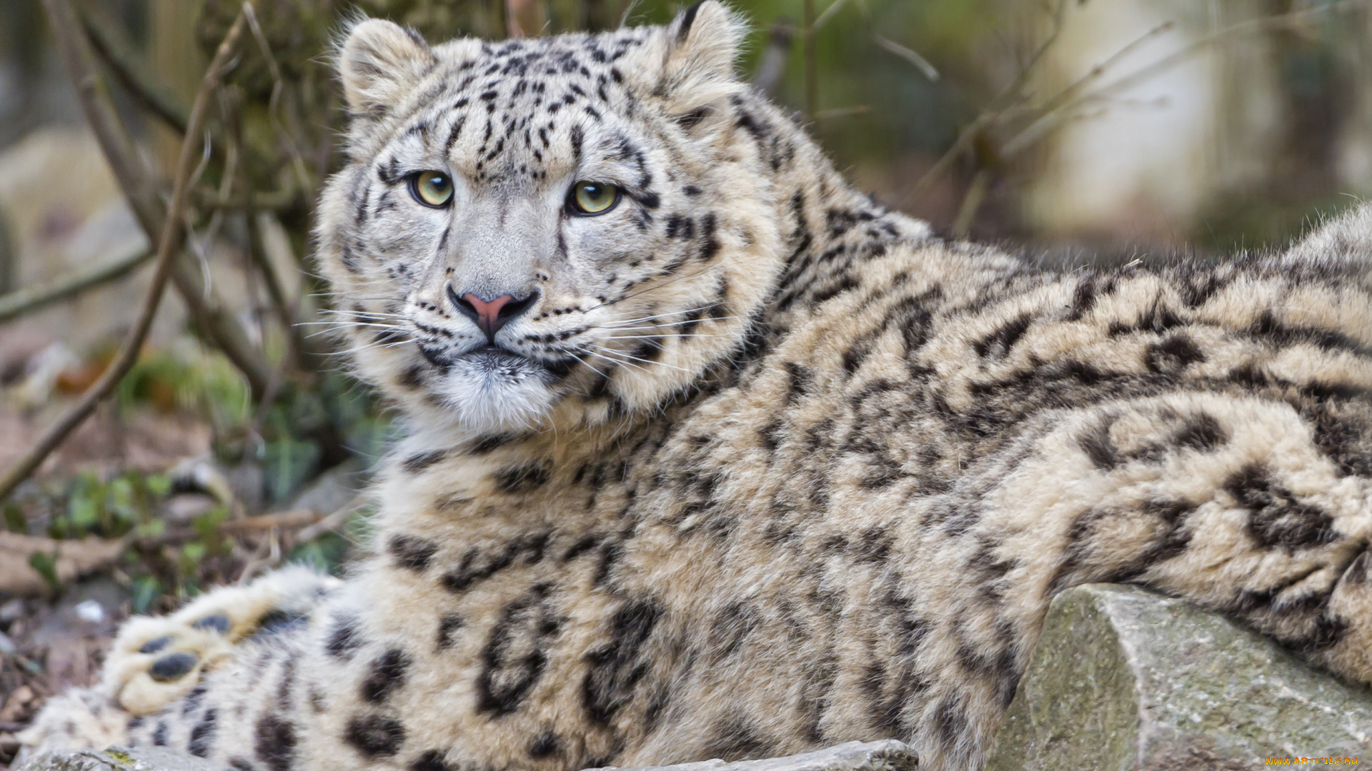 животные, снежный, барс, ирбис